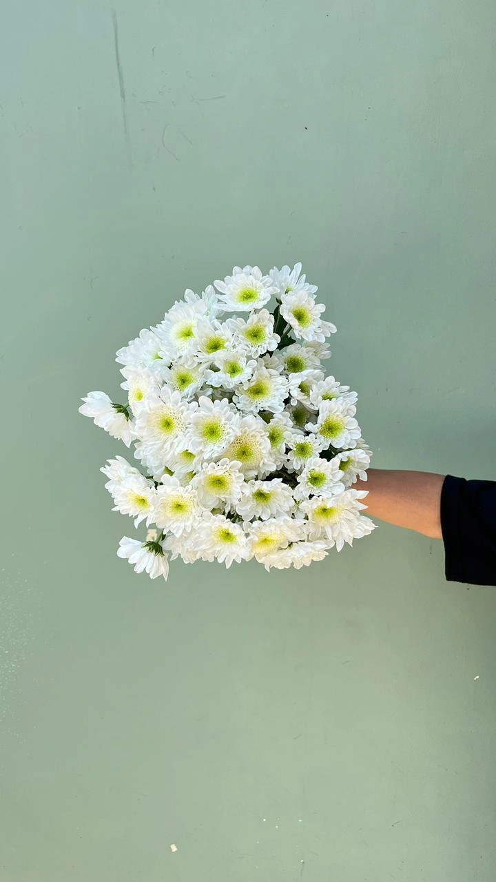 Aster Rados Putih (Premium)