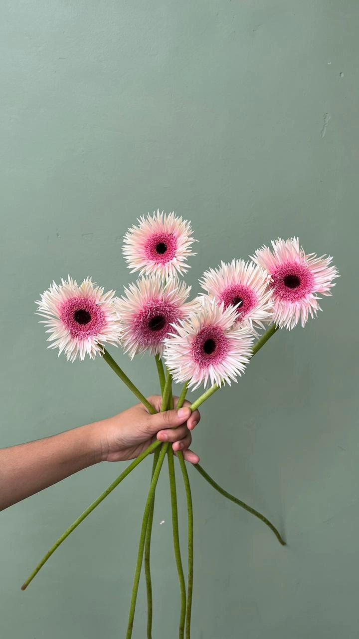 Gerbera Import Putih - Pink