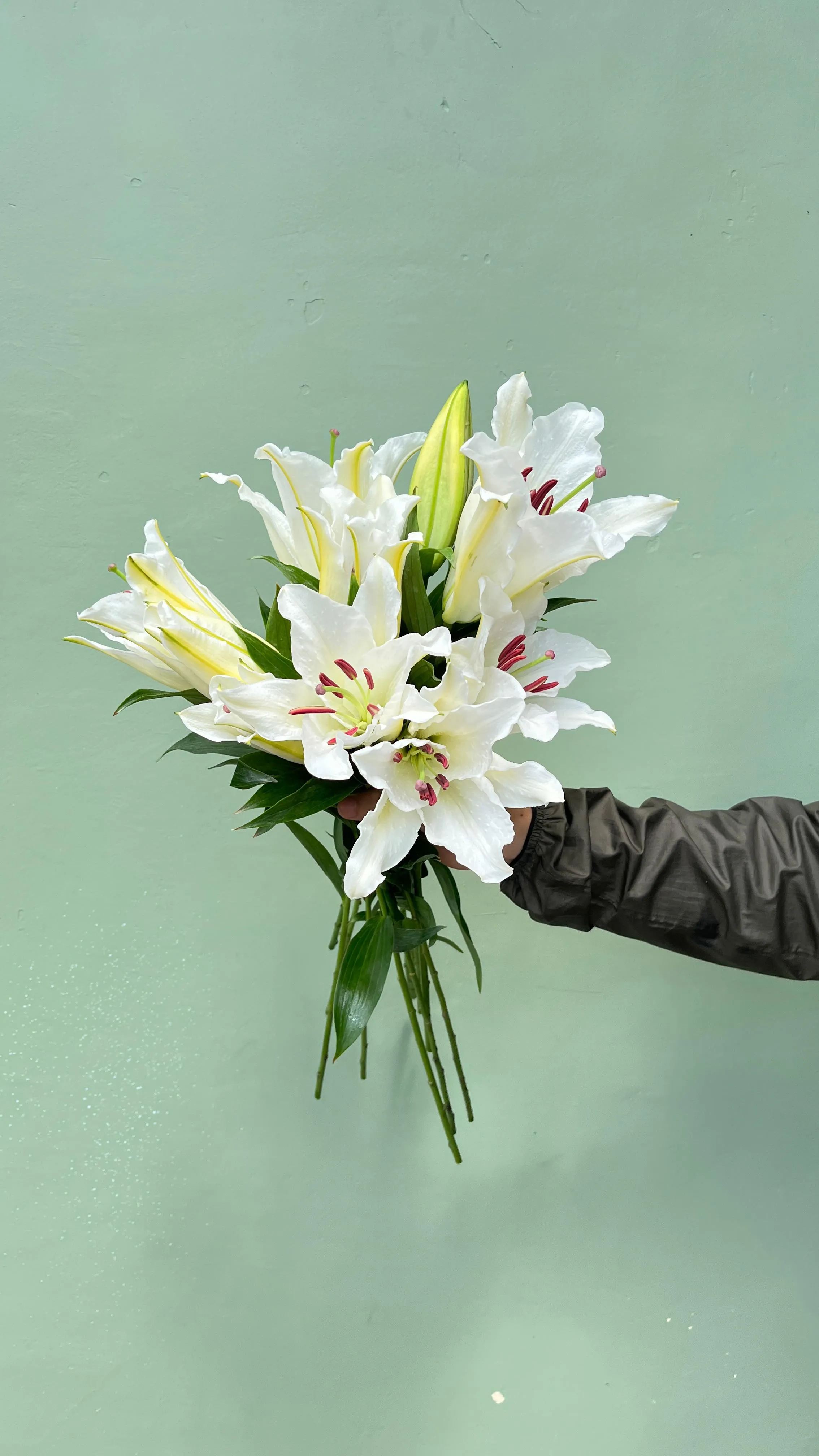 Cassablanca Lily Putih