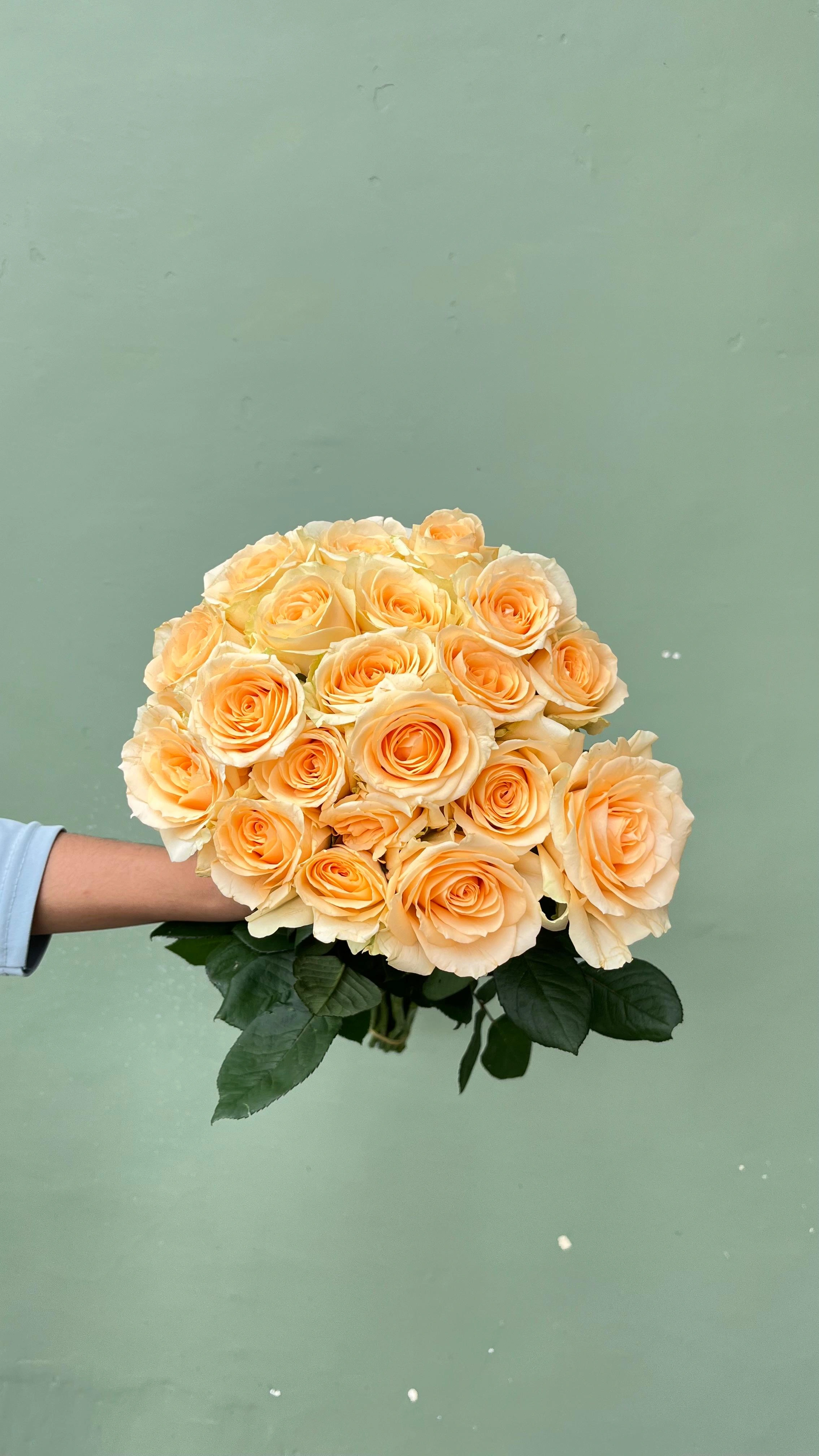 Mawar Peach Hollan Grade A