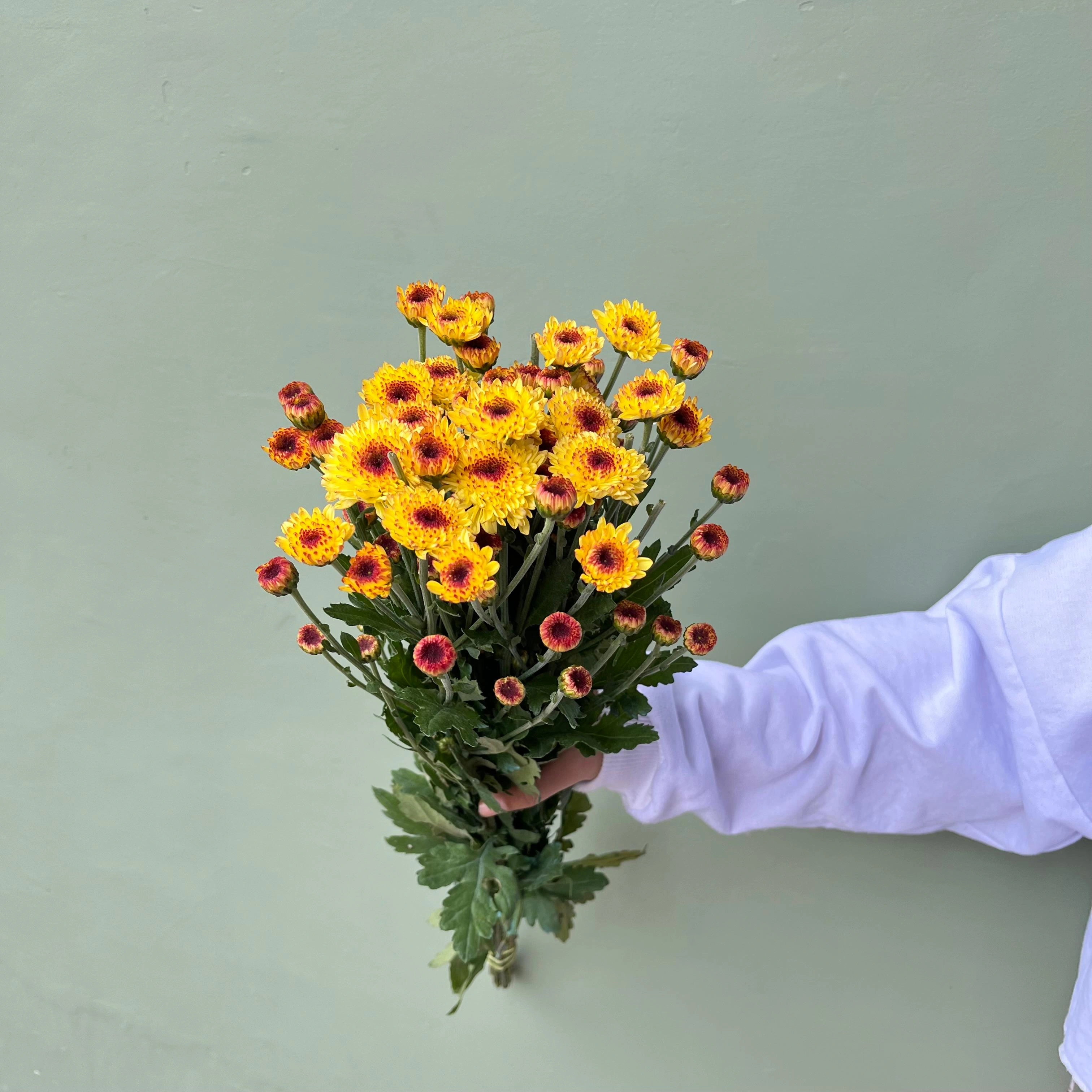 Aster Premium Lolipop - Kuning