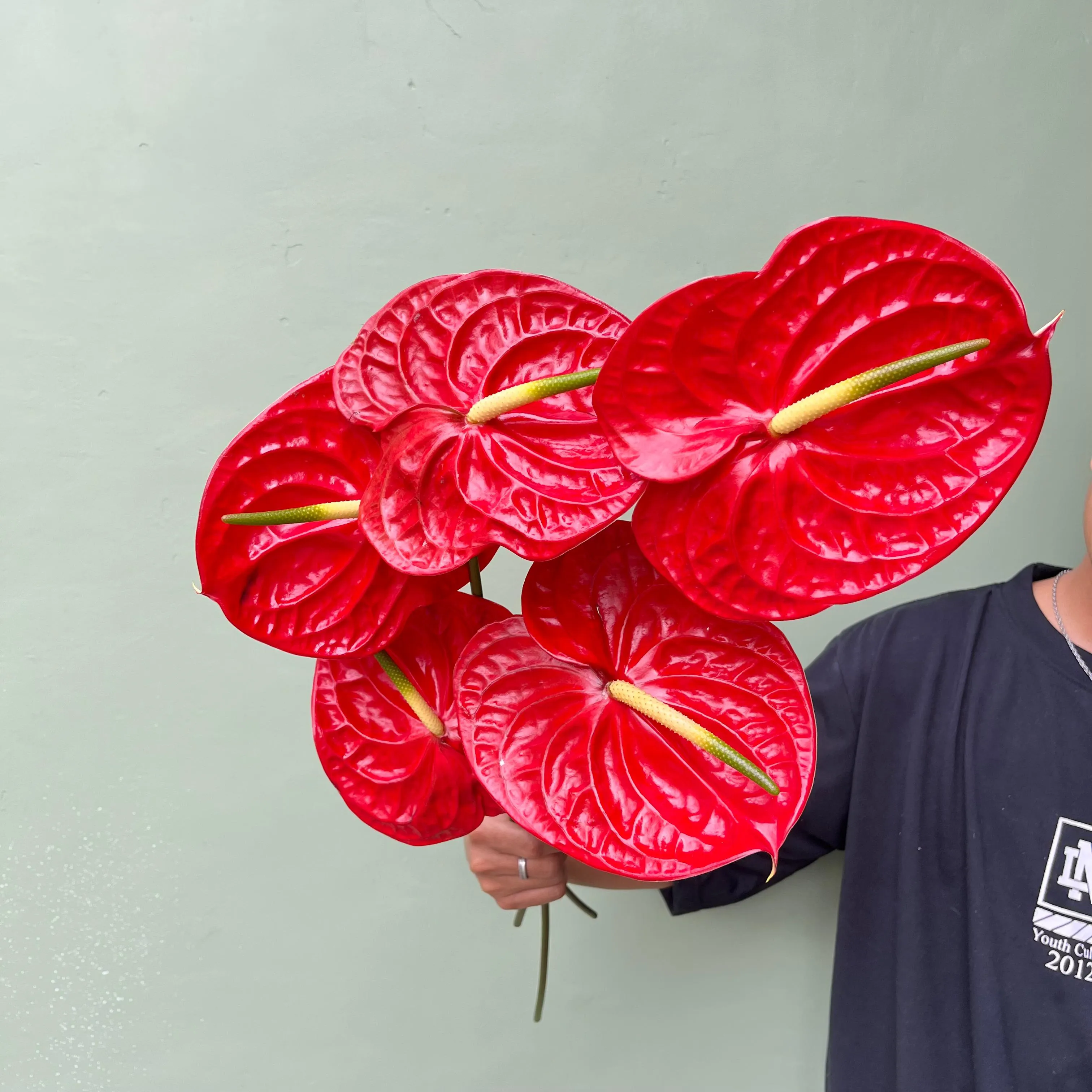 Anthurium Merah