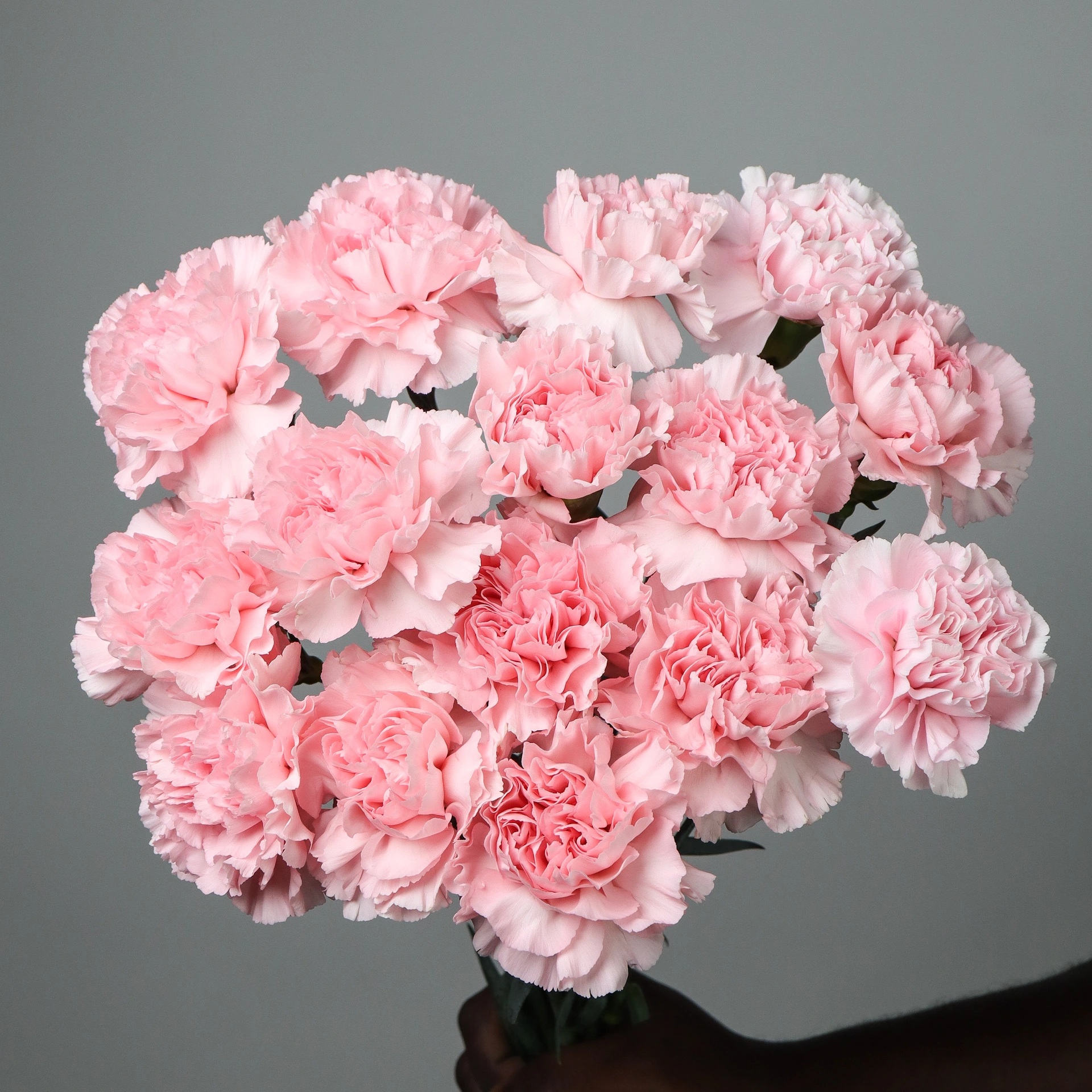 Carnation Pink Soft
