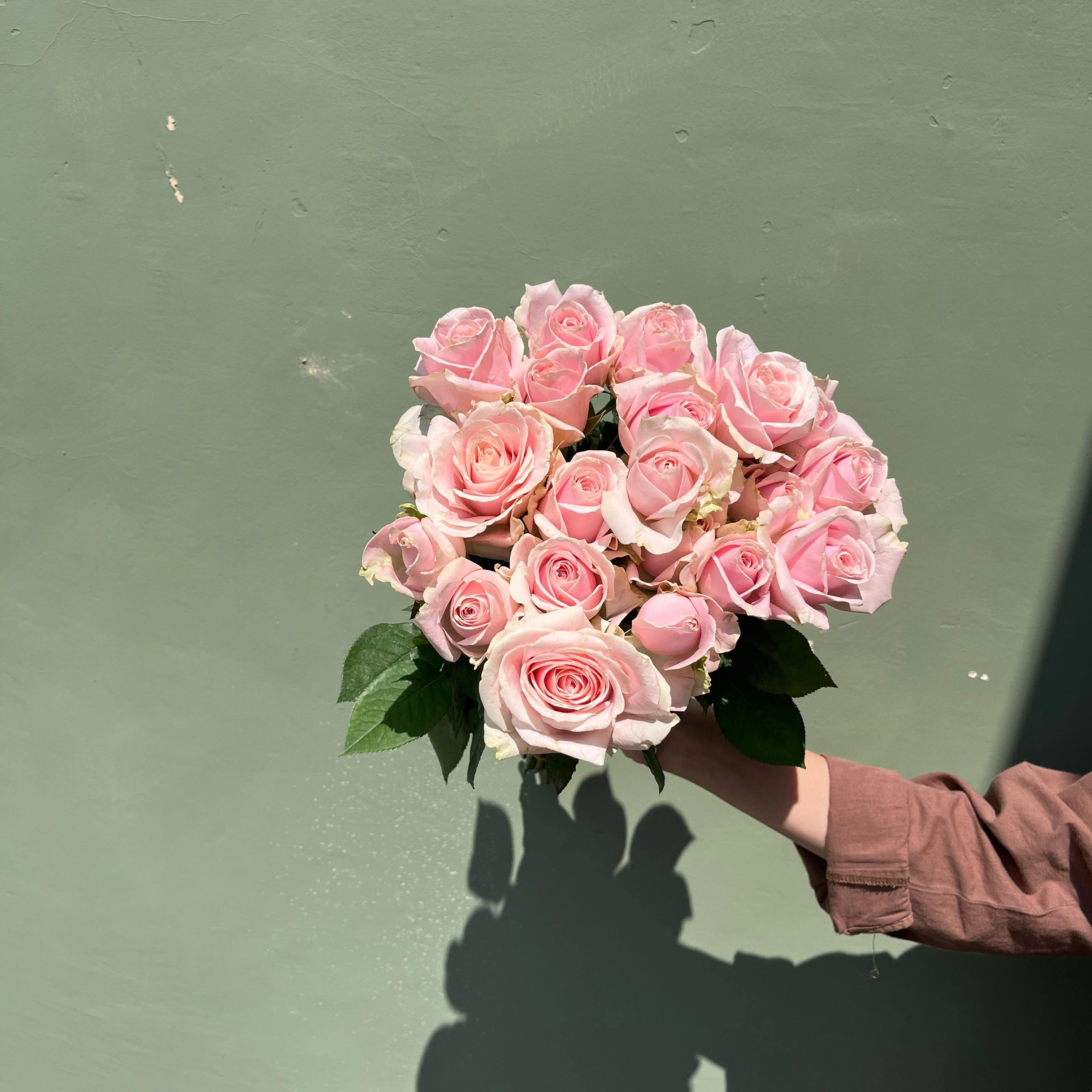 Mawar Pink Soft Hollan Grade A