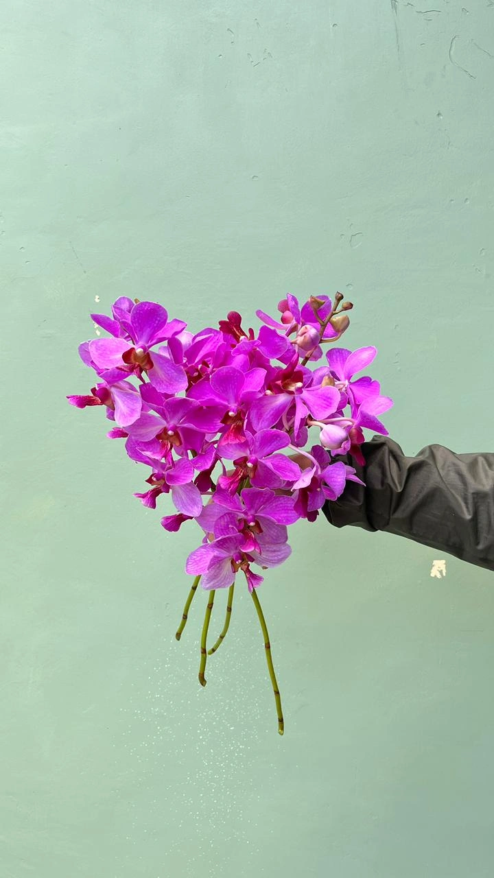 Anggrek Vanda (ungu)