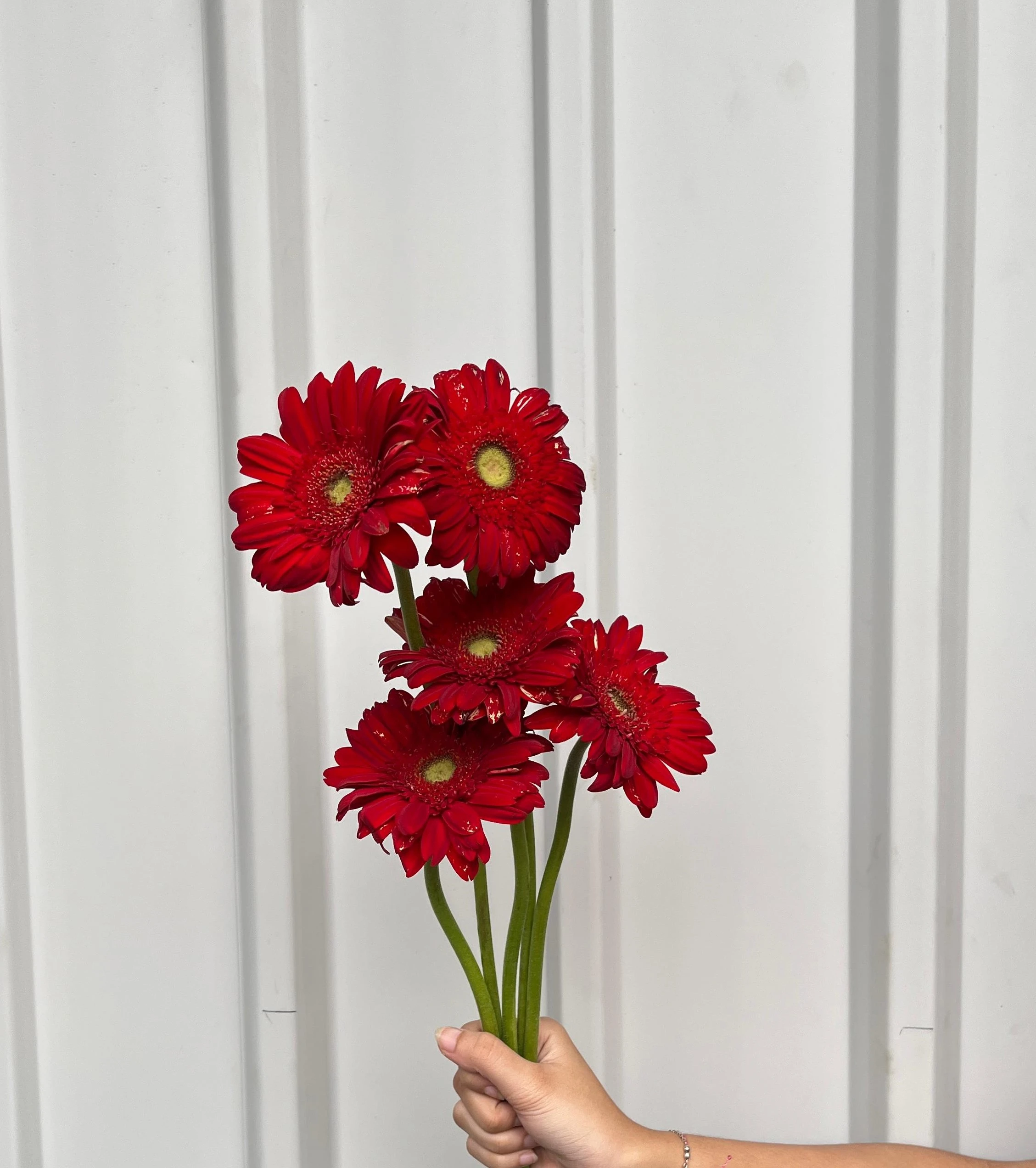 Gerbera Merah PT