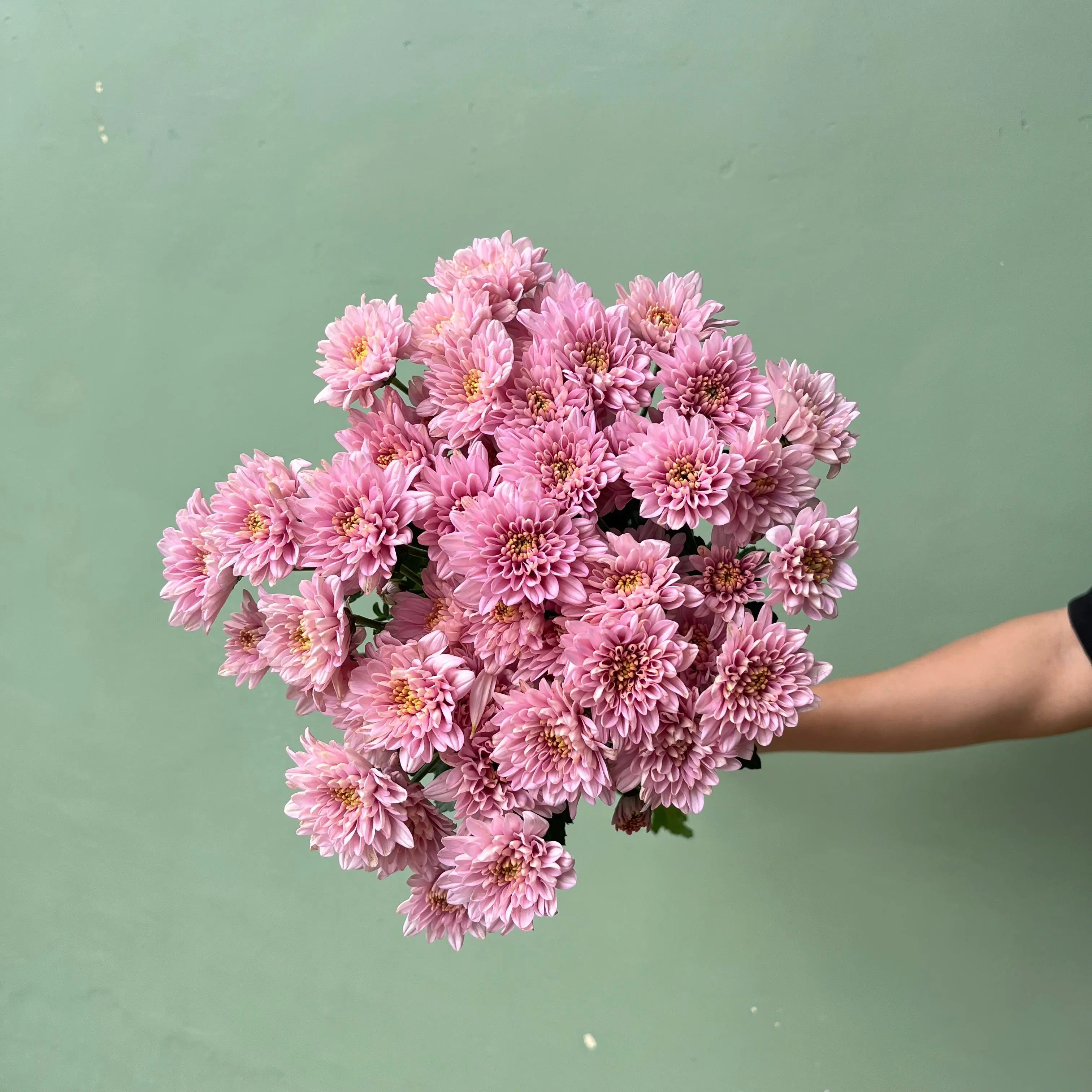 Aster Jimlah Pink (Lokal)