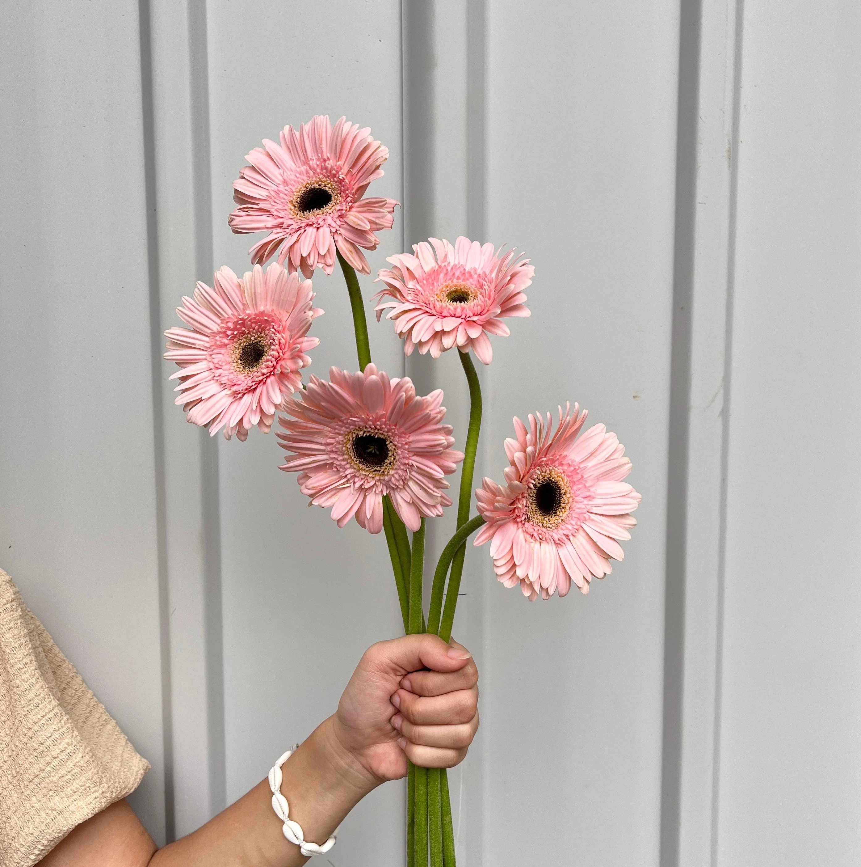 Gerbera Pink PT