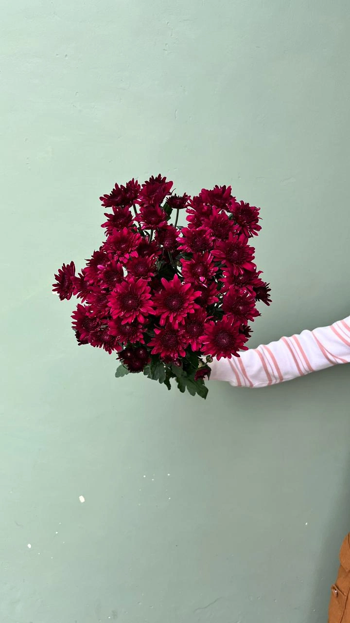 Aster Barca Merah (Premium)