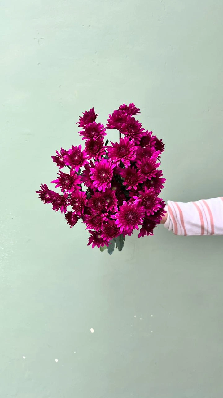 Aster Jimlah Ungu (Premium)