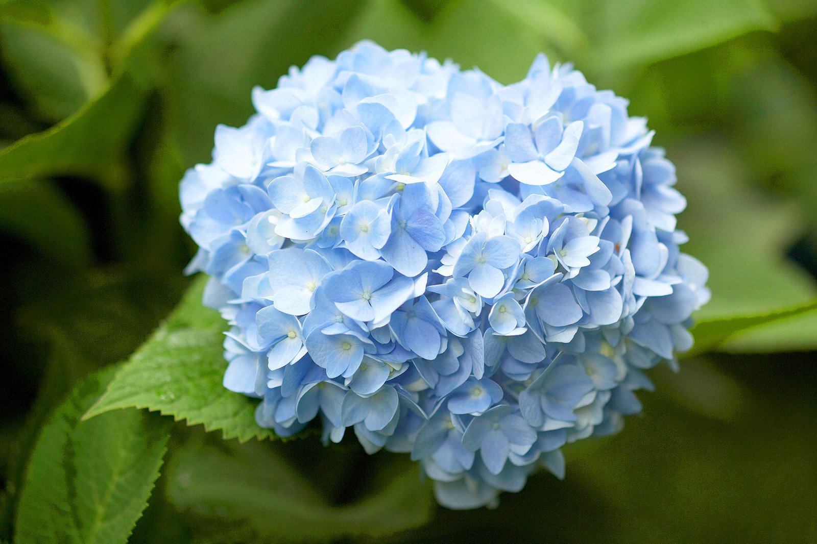 Hortensia Biru