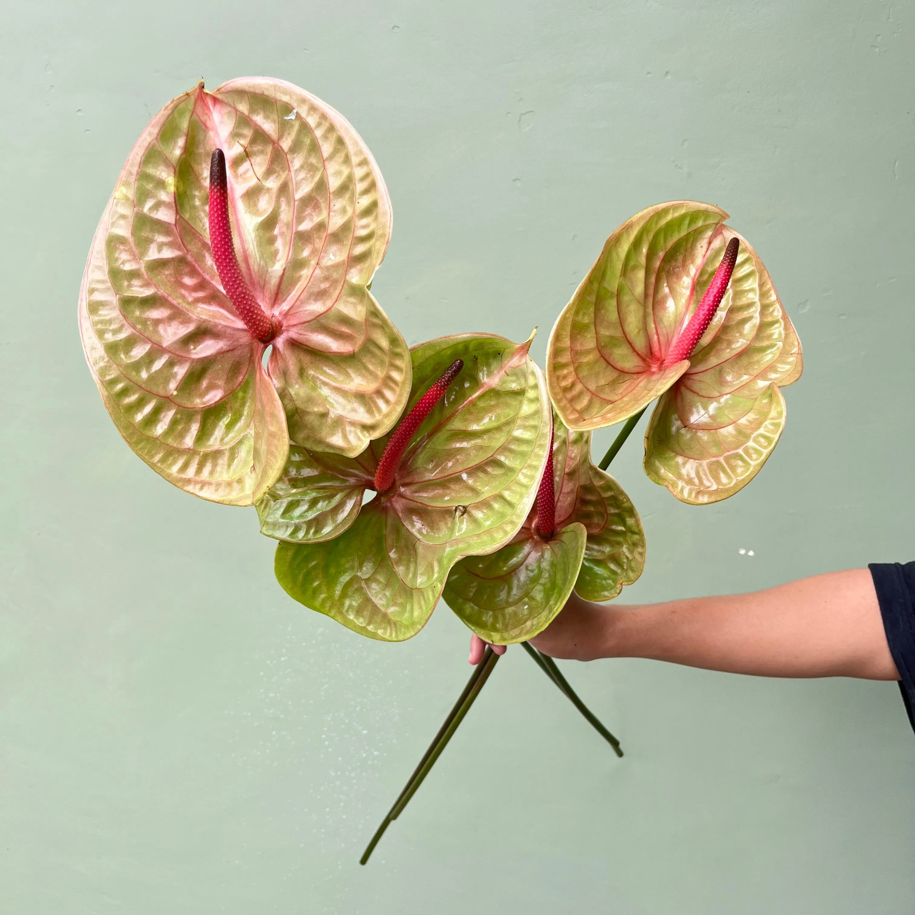 Anthurium Hijau