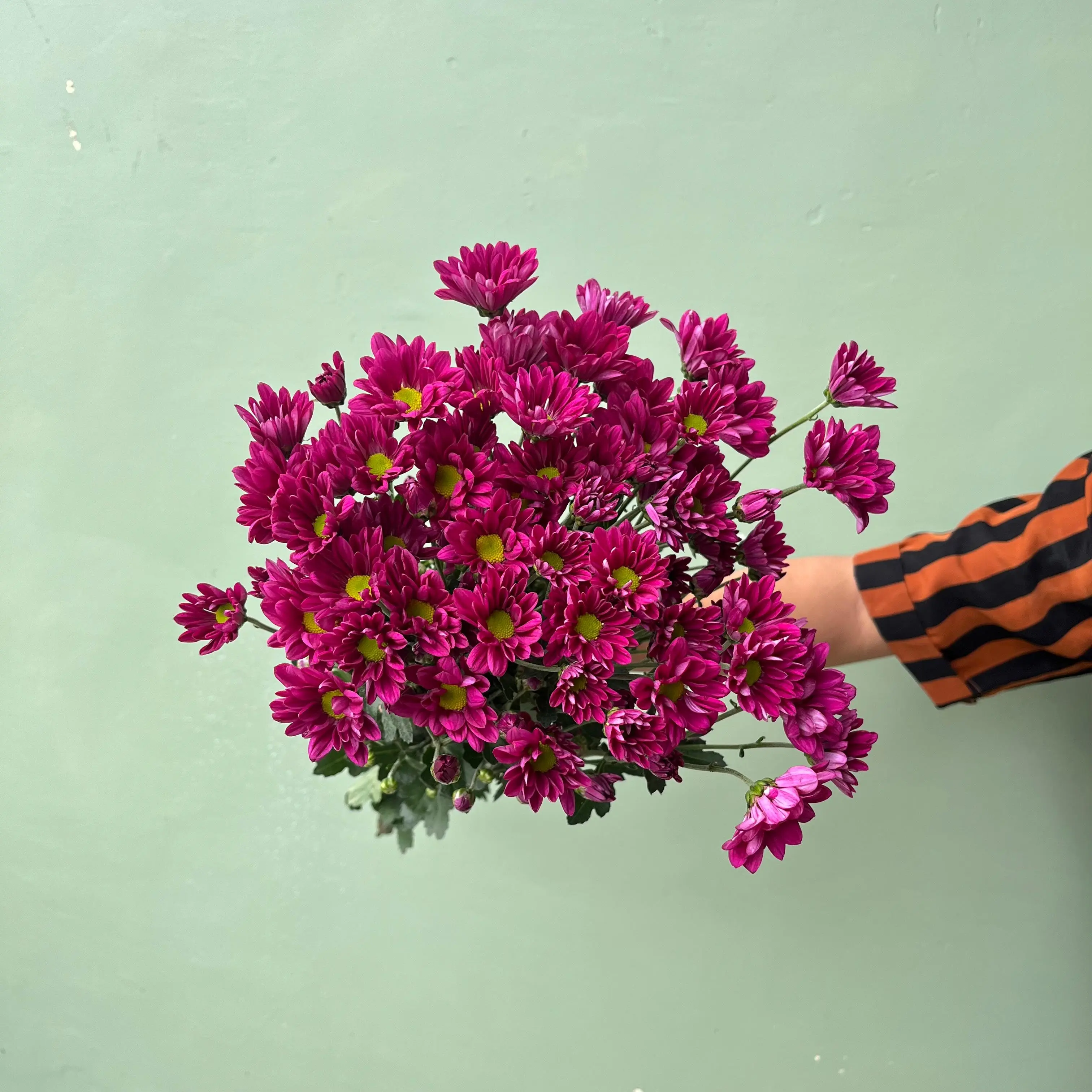 Aster Premium Reagen - Ungu