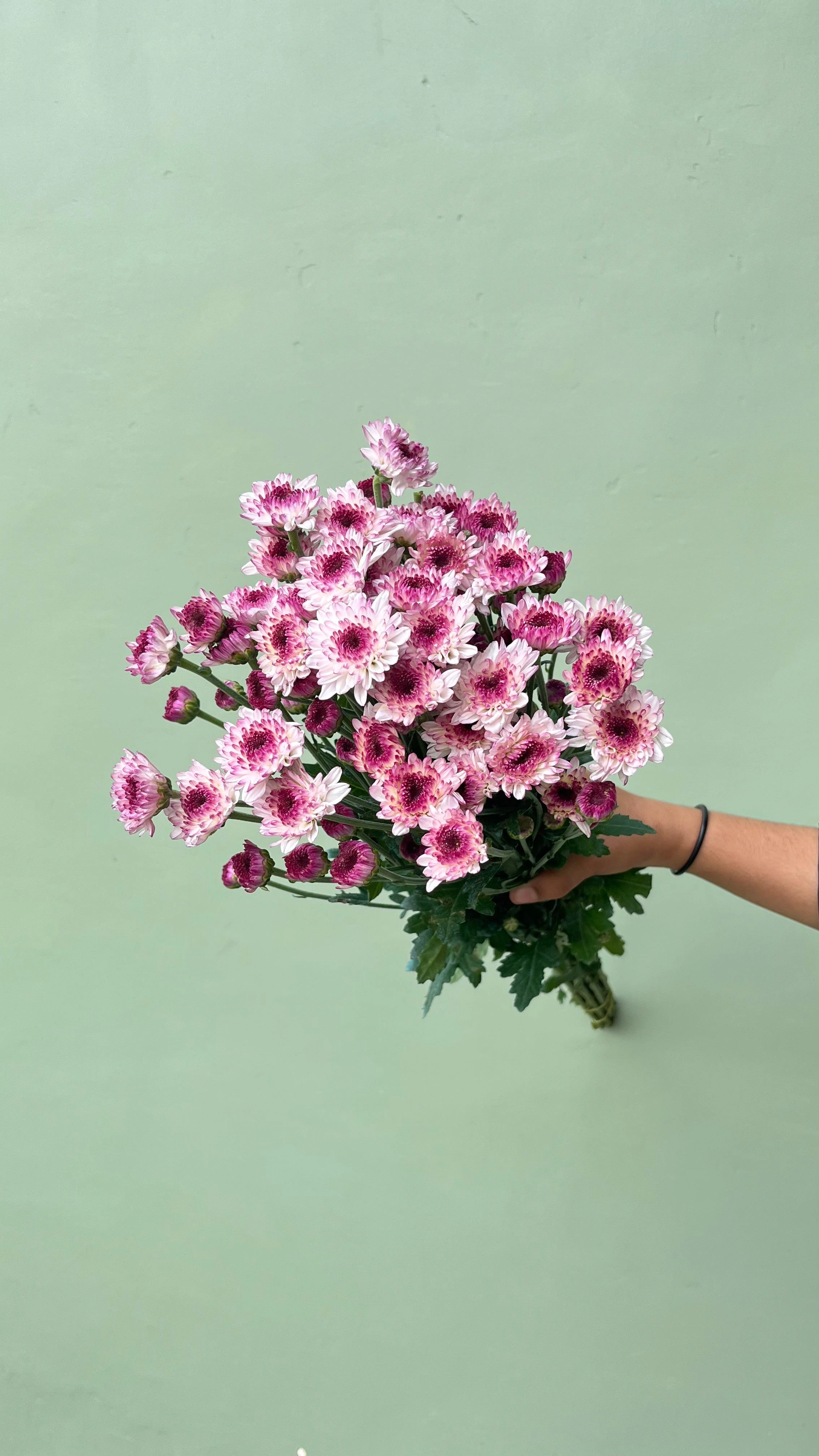 Aster Lolipop Ungu (Lokal)