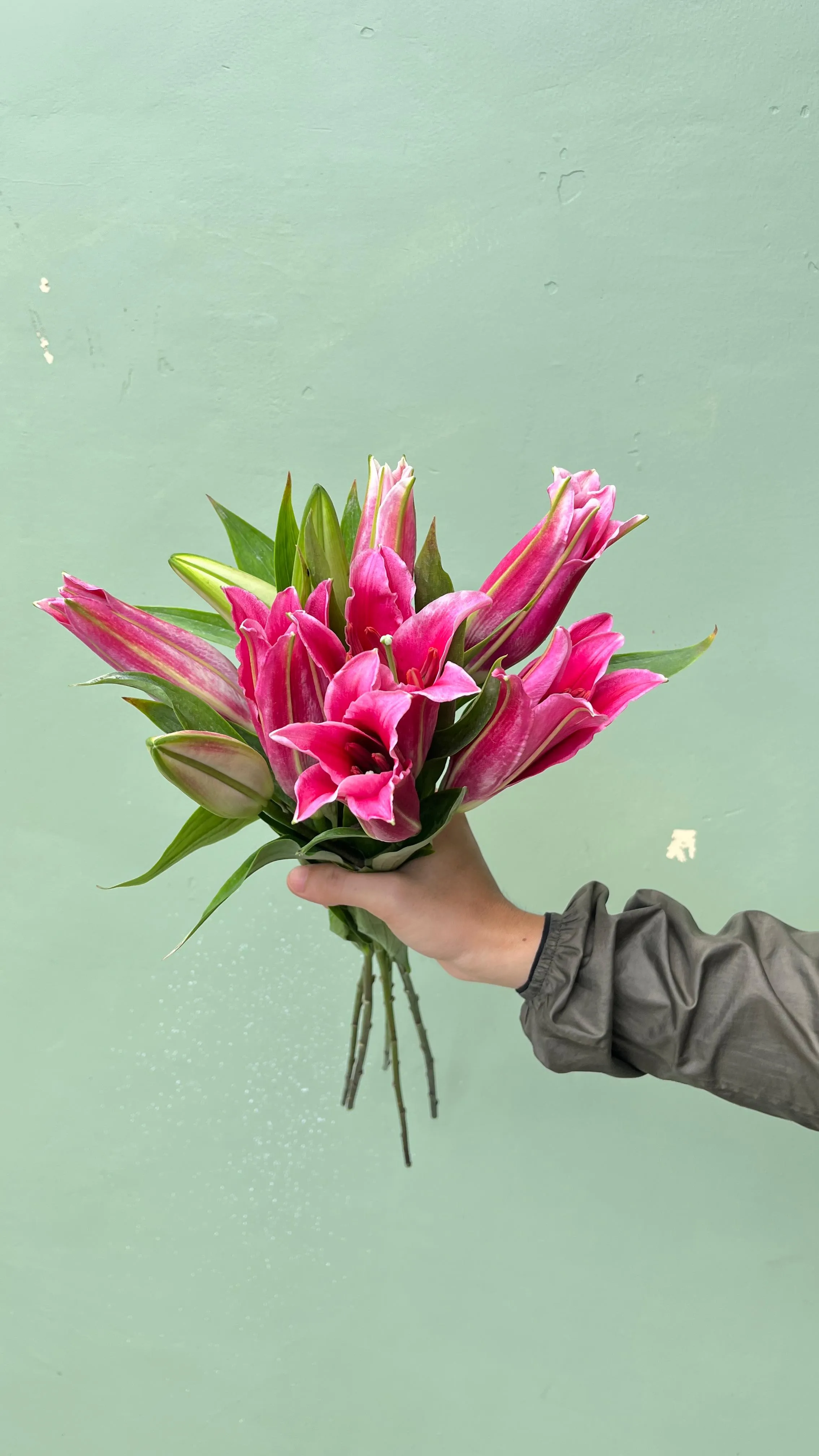 Cassablanka Lily Pink