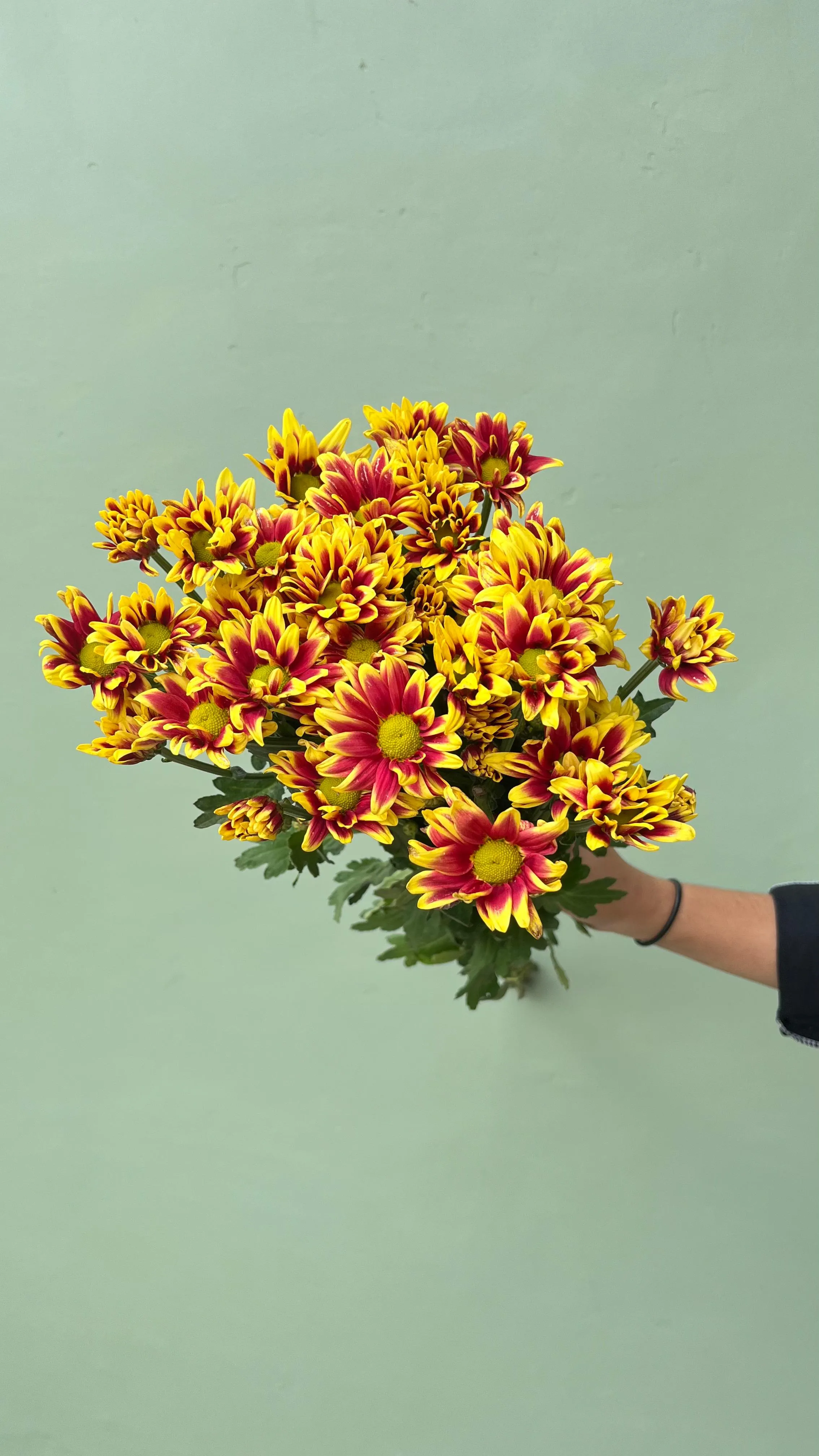 Aster Premium Batik - Merah