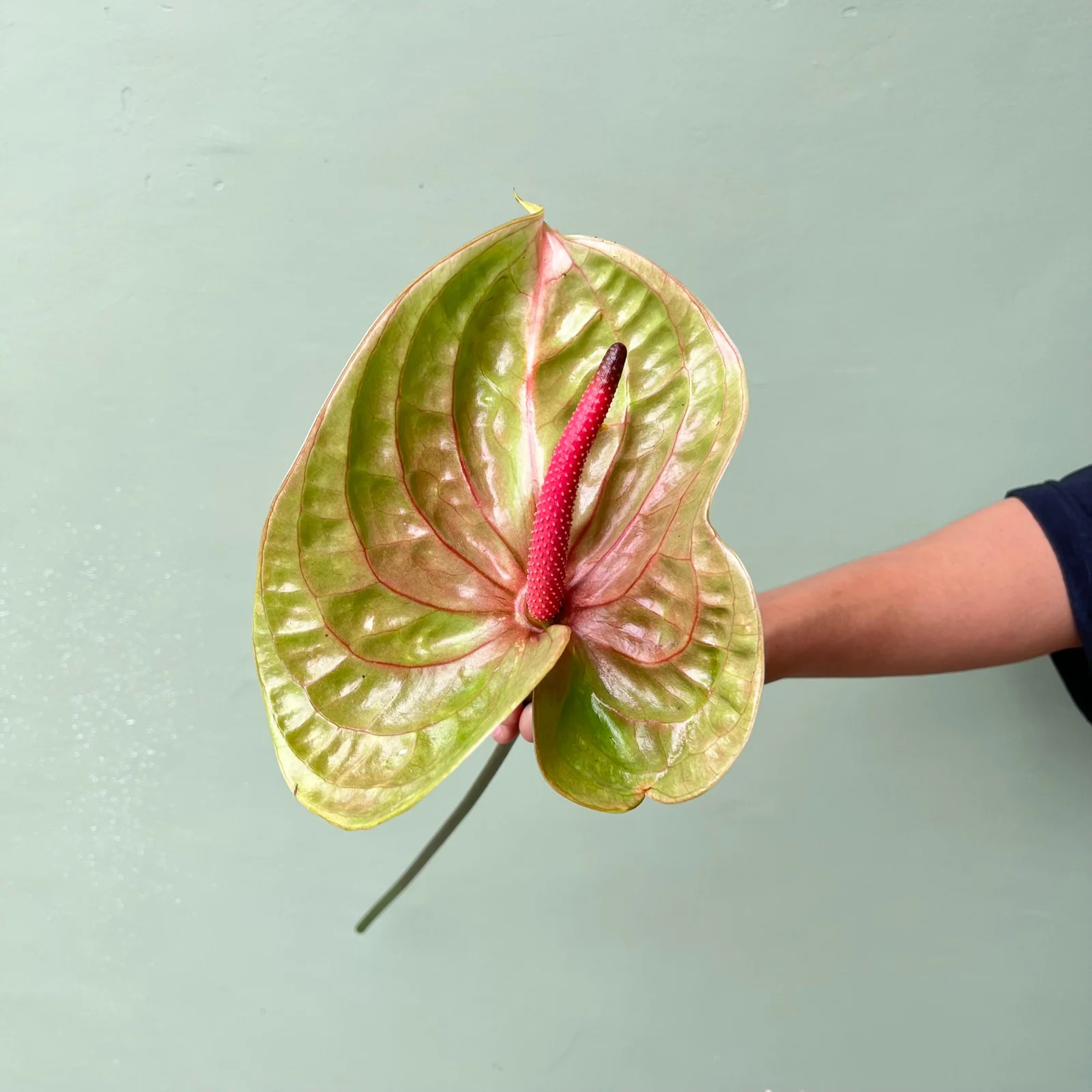 Anthurium