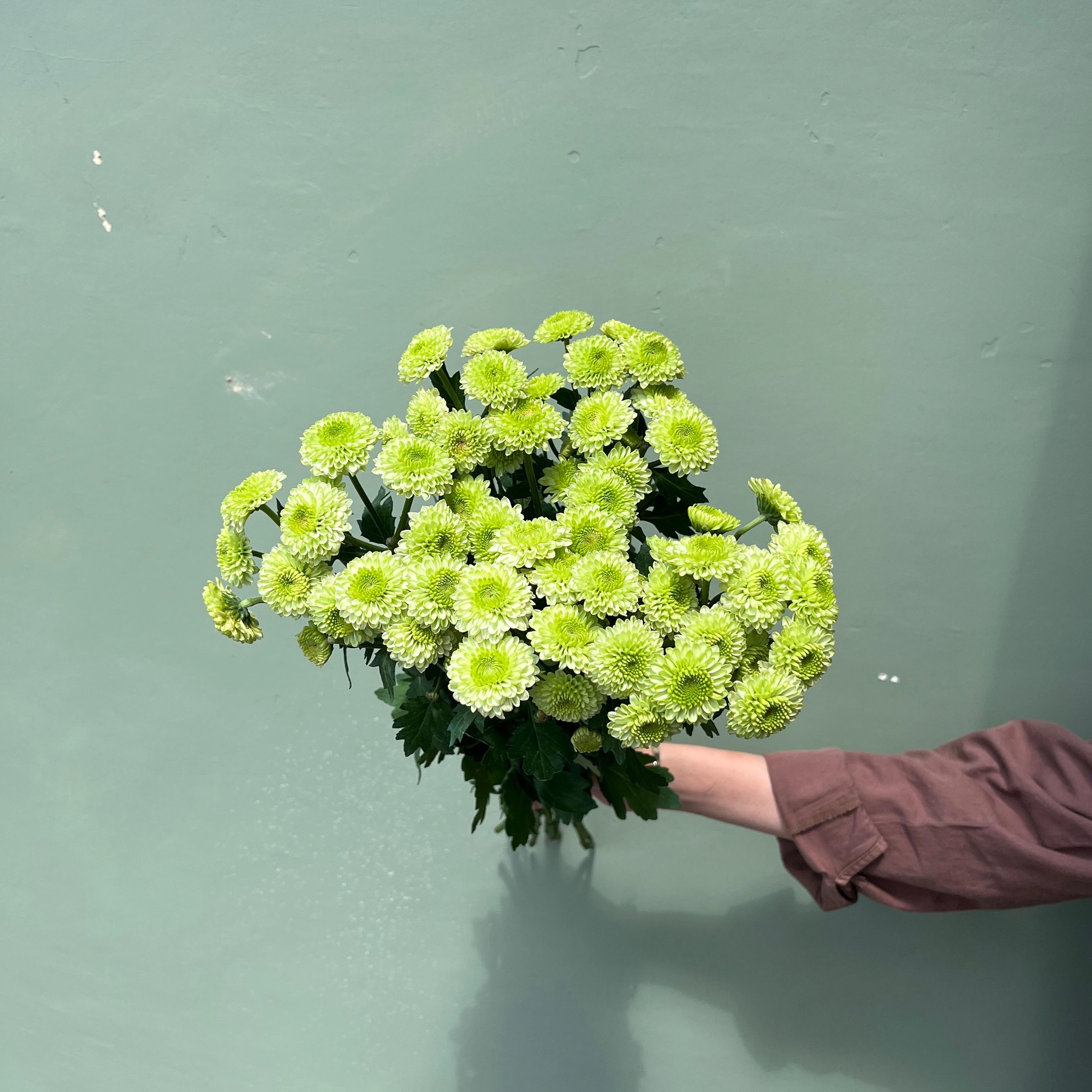 Aster Puma Hijau (Premium)