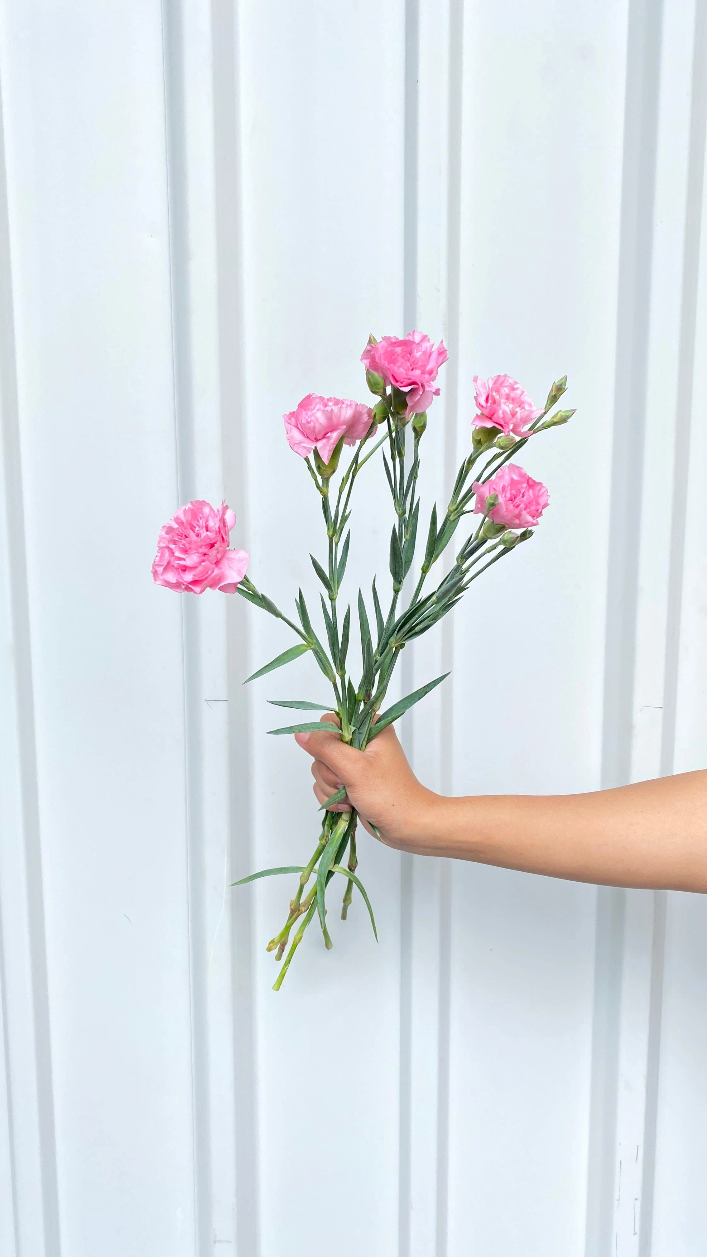 Carnation Pink Candy