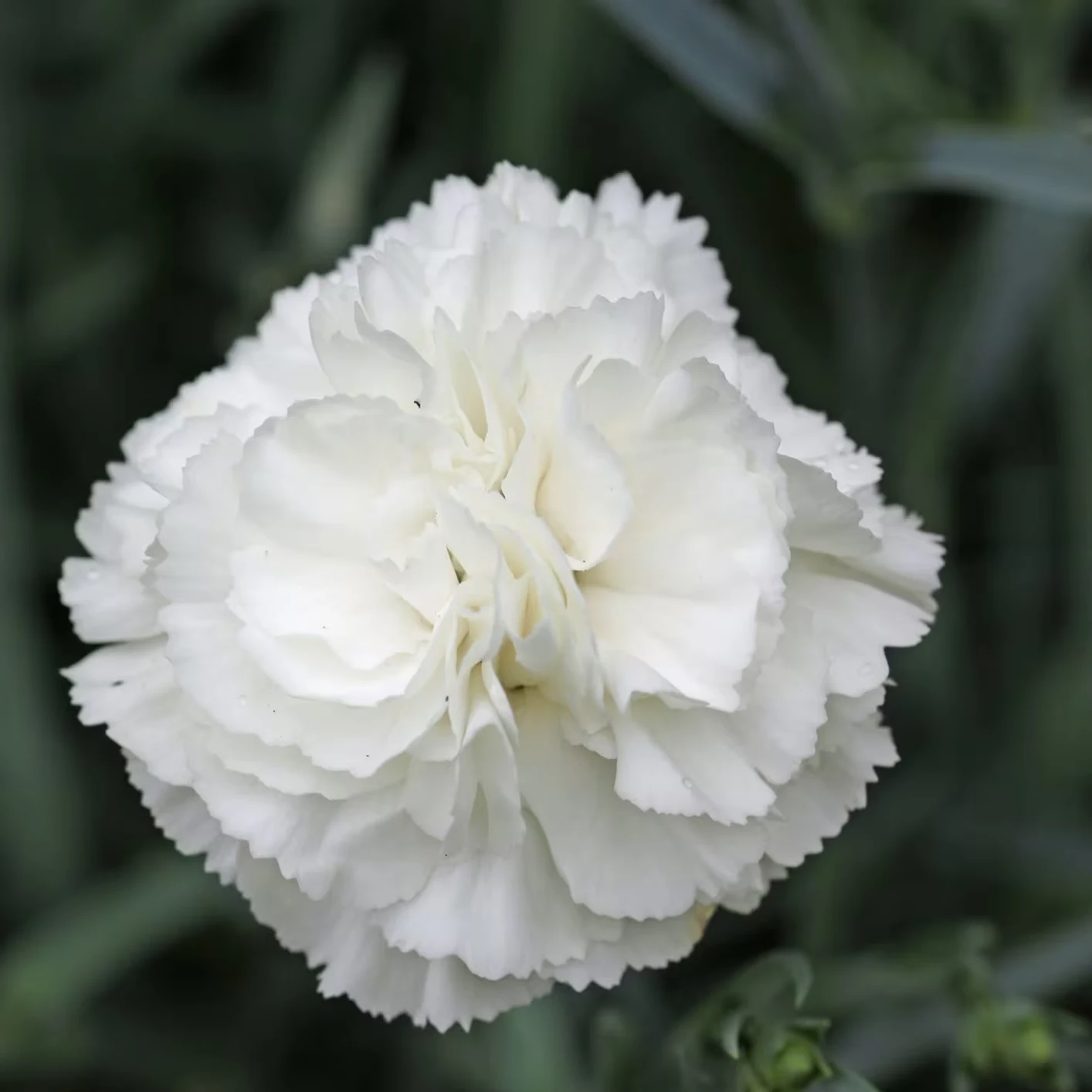 Carnation Putih