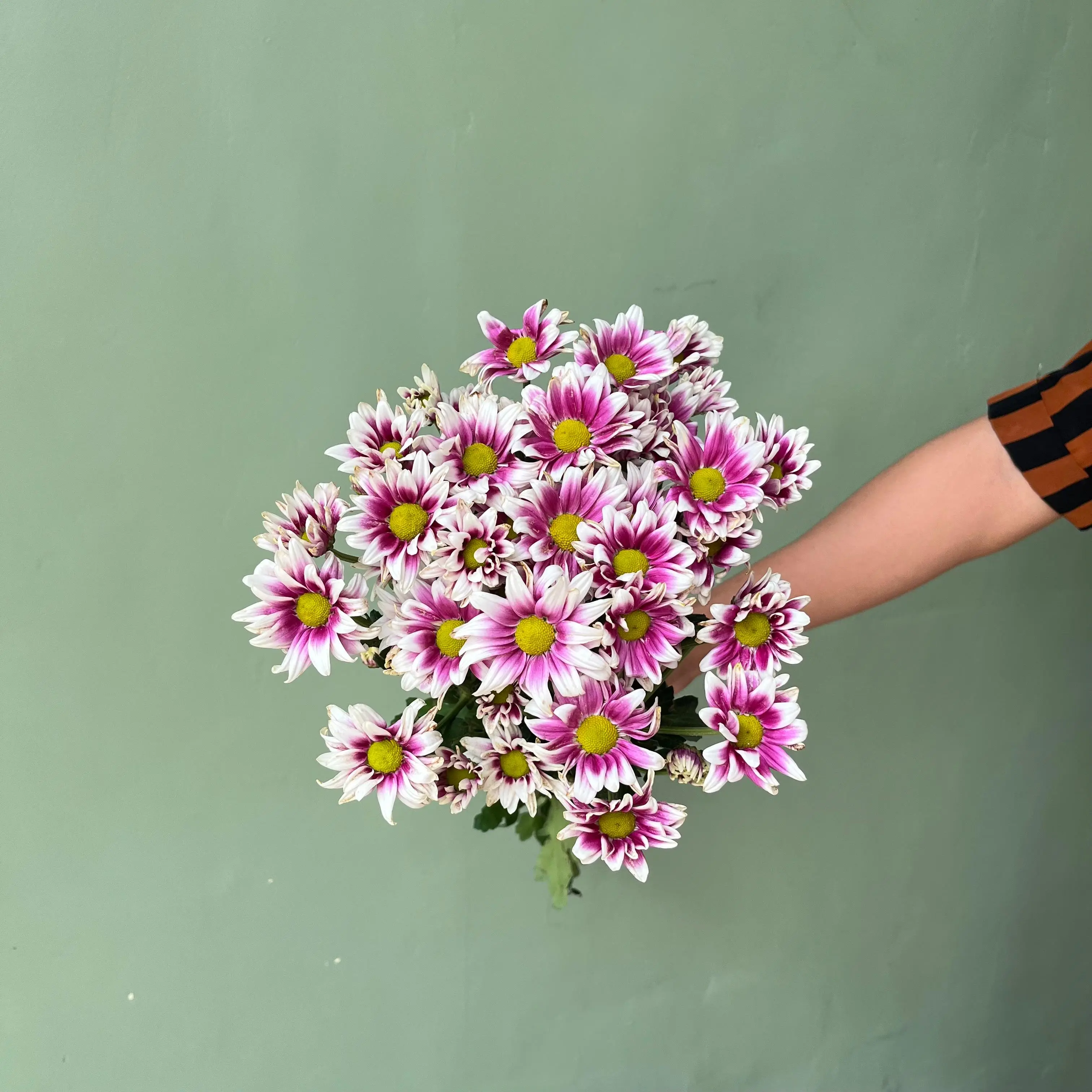 Aster Premium Batik - Ungu