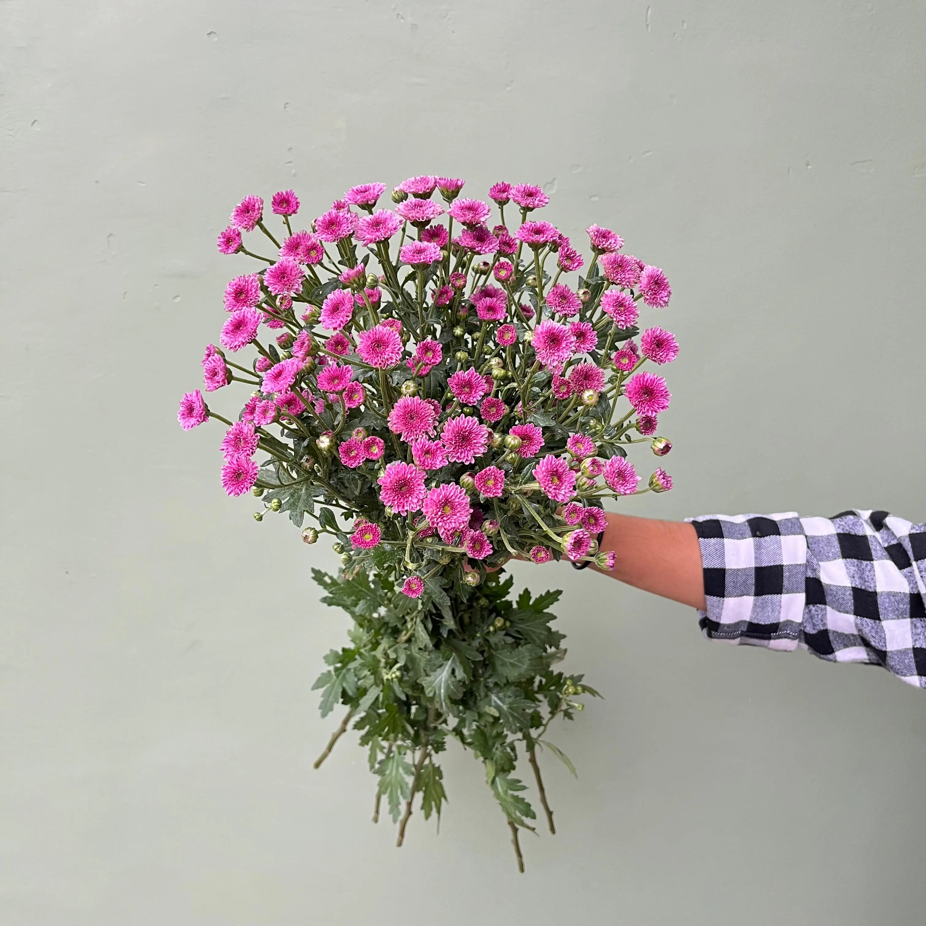 Calimero Petani - Ungu