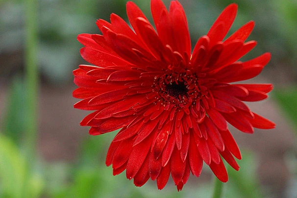 Gerbera Merah Petani
