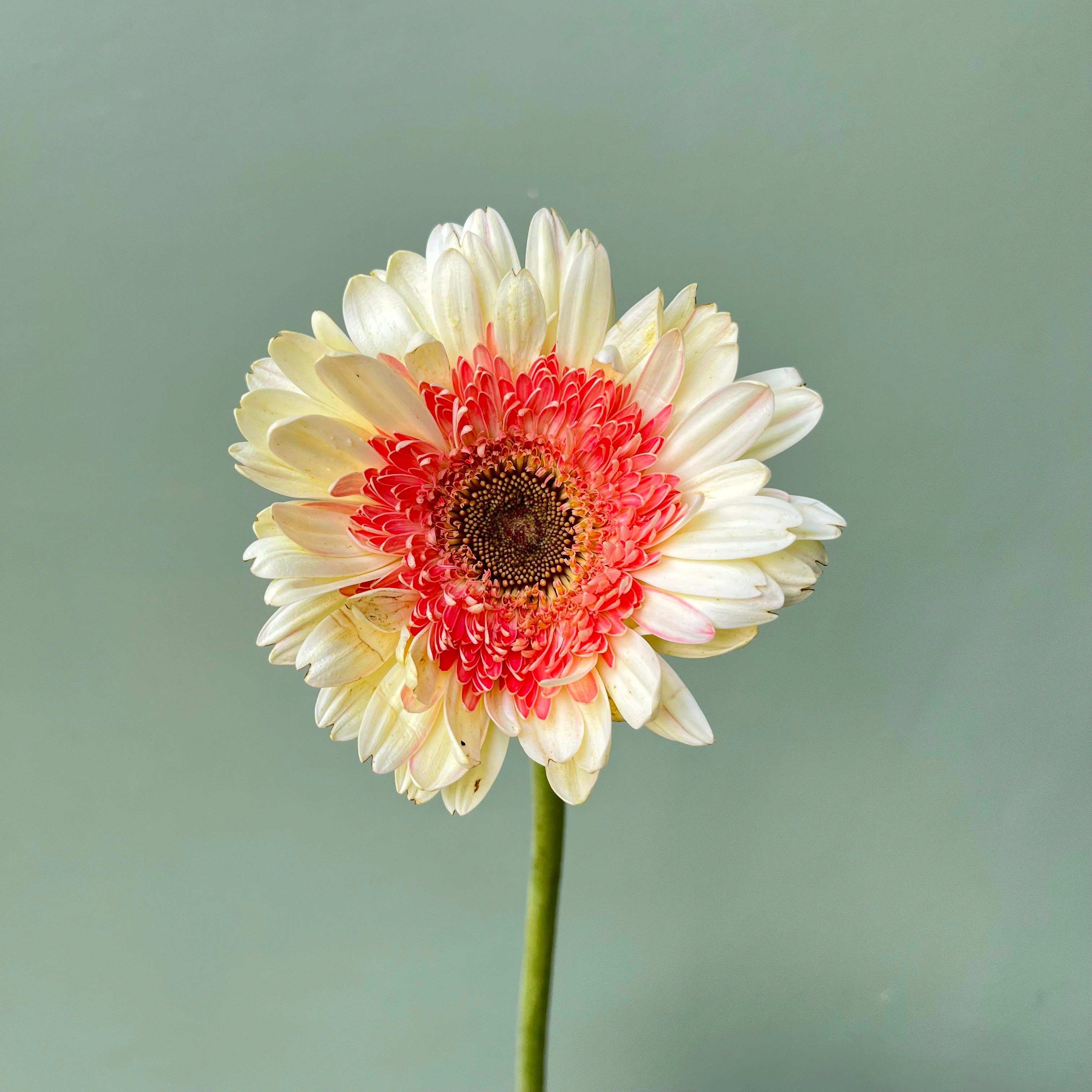 Gerbera Putih Double Petani