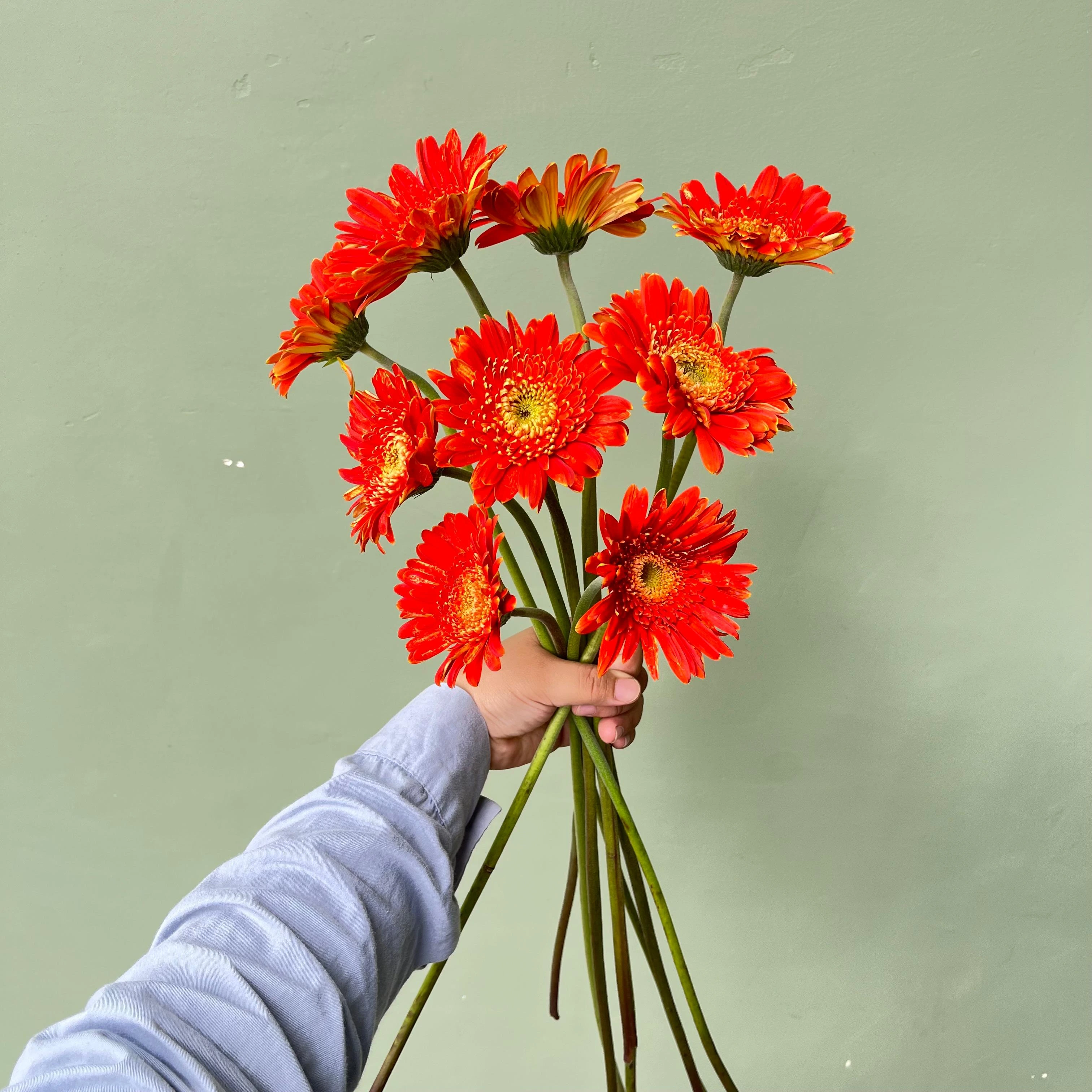 Gerbera Orange - Petani