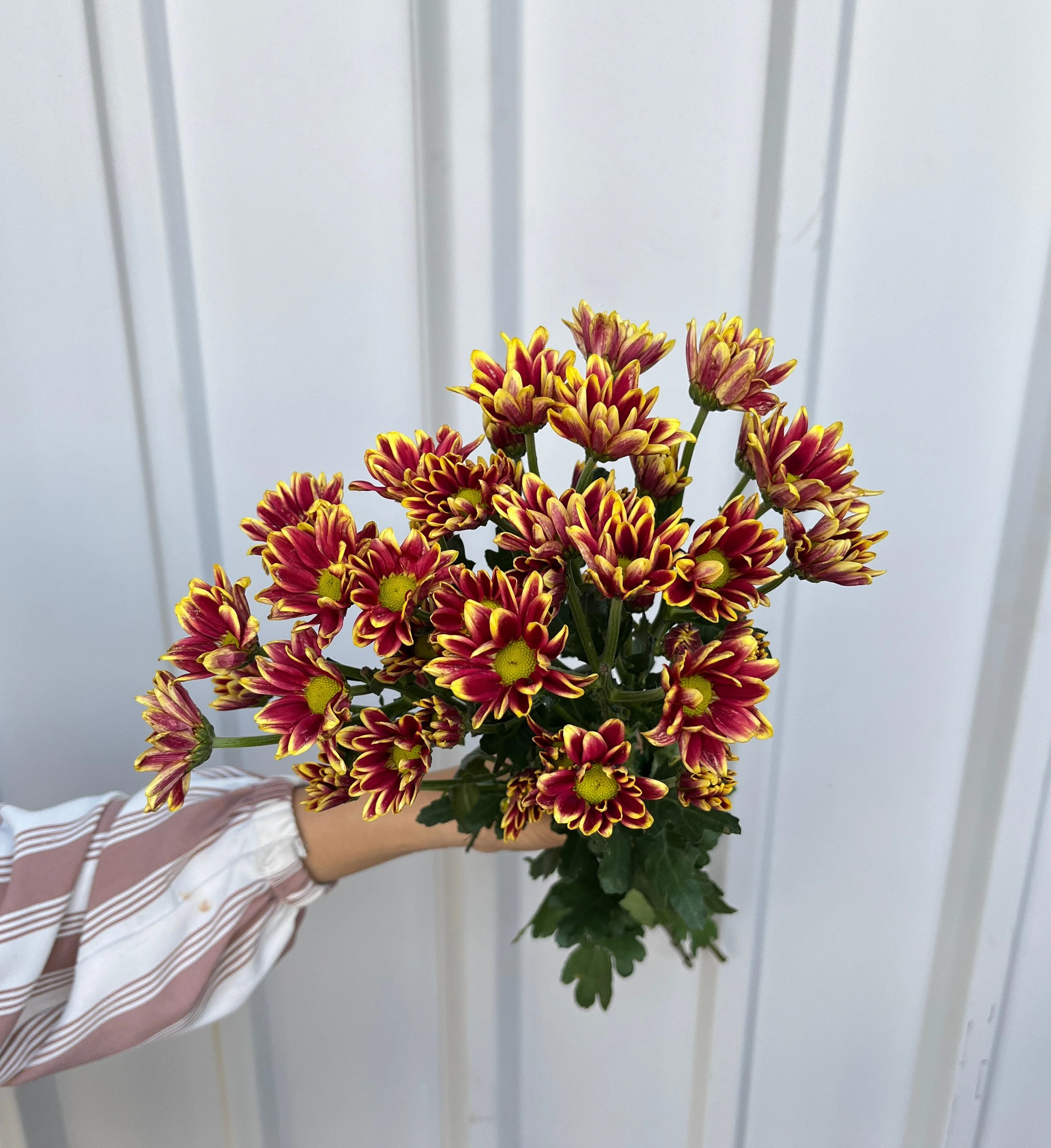 Aster Batik Remix Merah