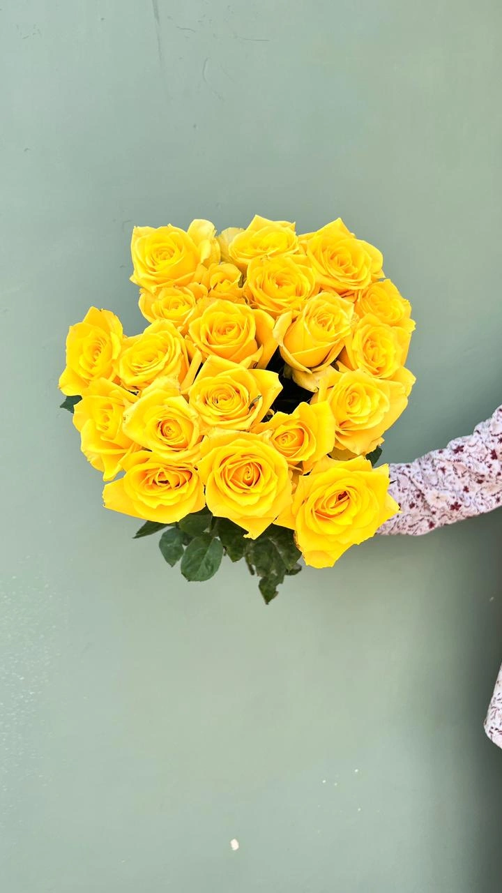 Mawar Kuning Hollan Grade A