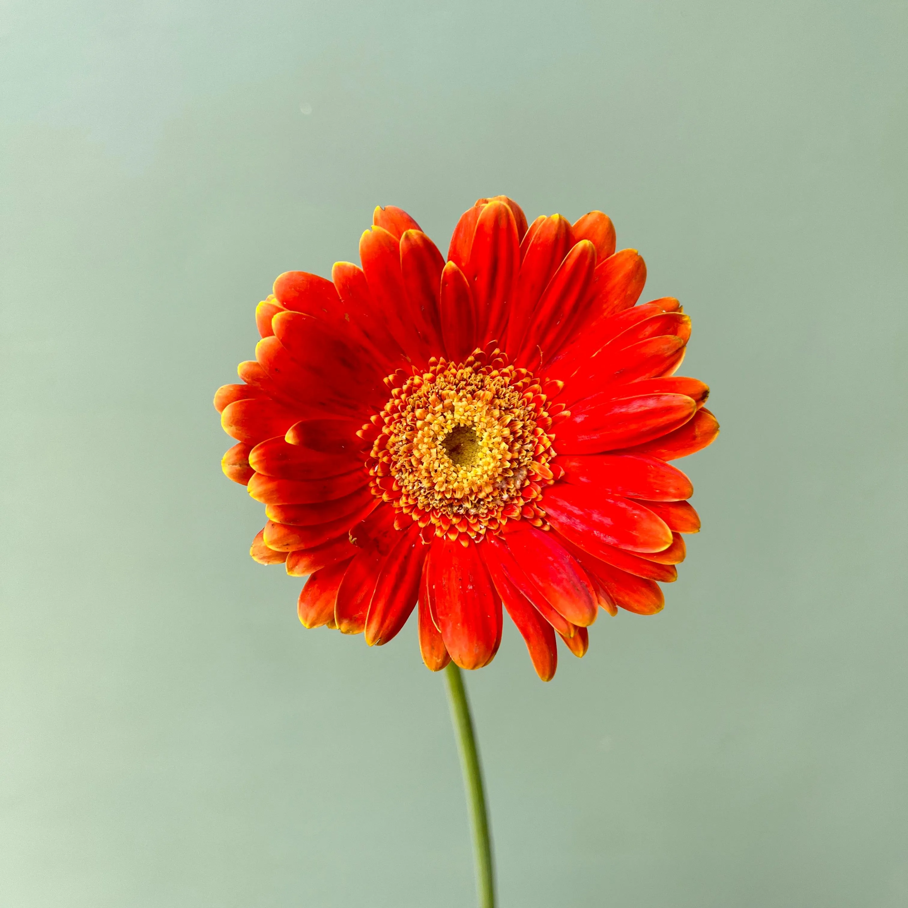 Gerbera Orange PT