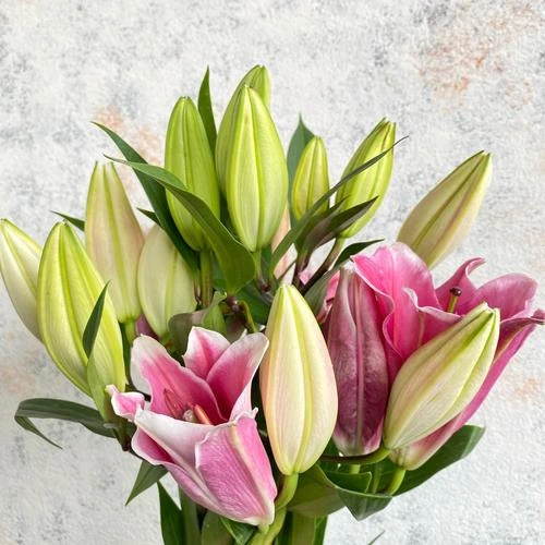 Cassablanka Lily Pink