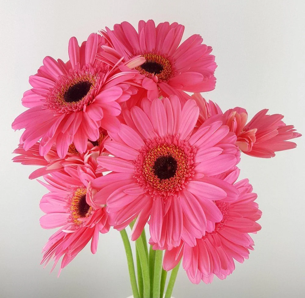 Gerbera Pink Terang Petani