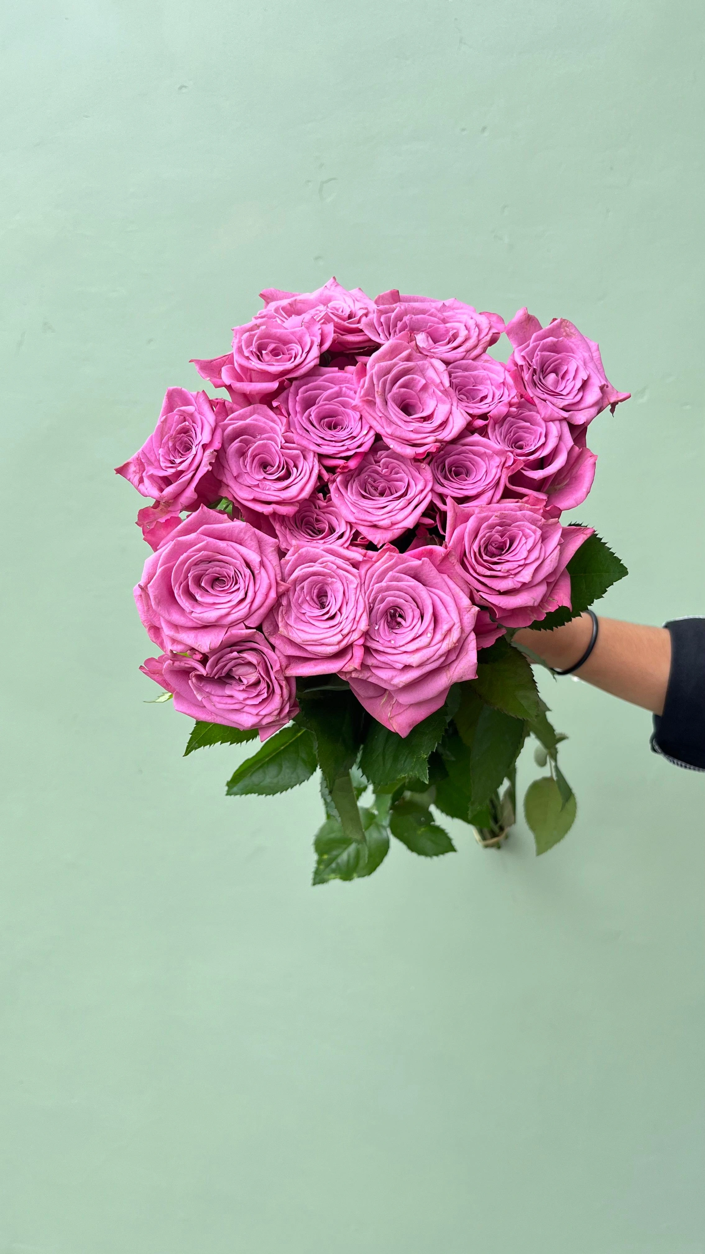 Mawar Ungu Hollan Grade A