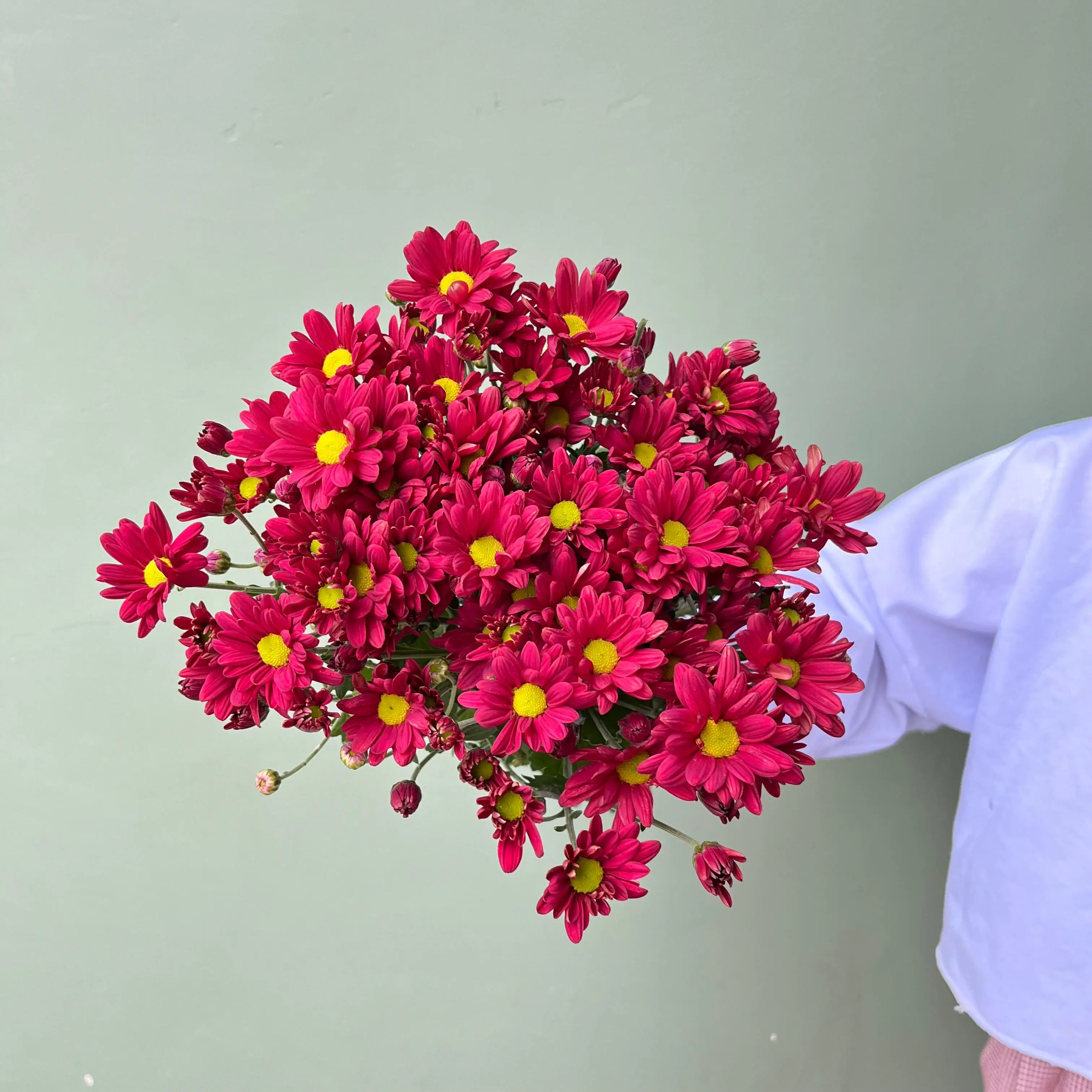 Aster Reagen Merah ( Premium)