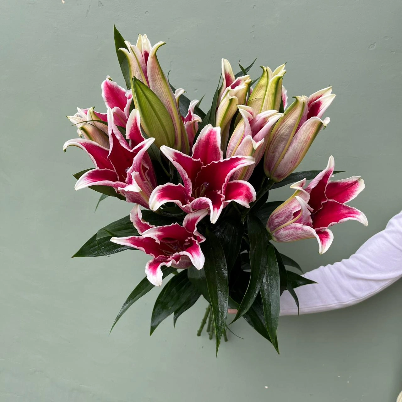 Cassablanca Lily Merah