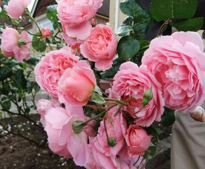 Mawar Premium - Bibit Import