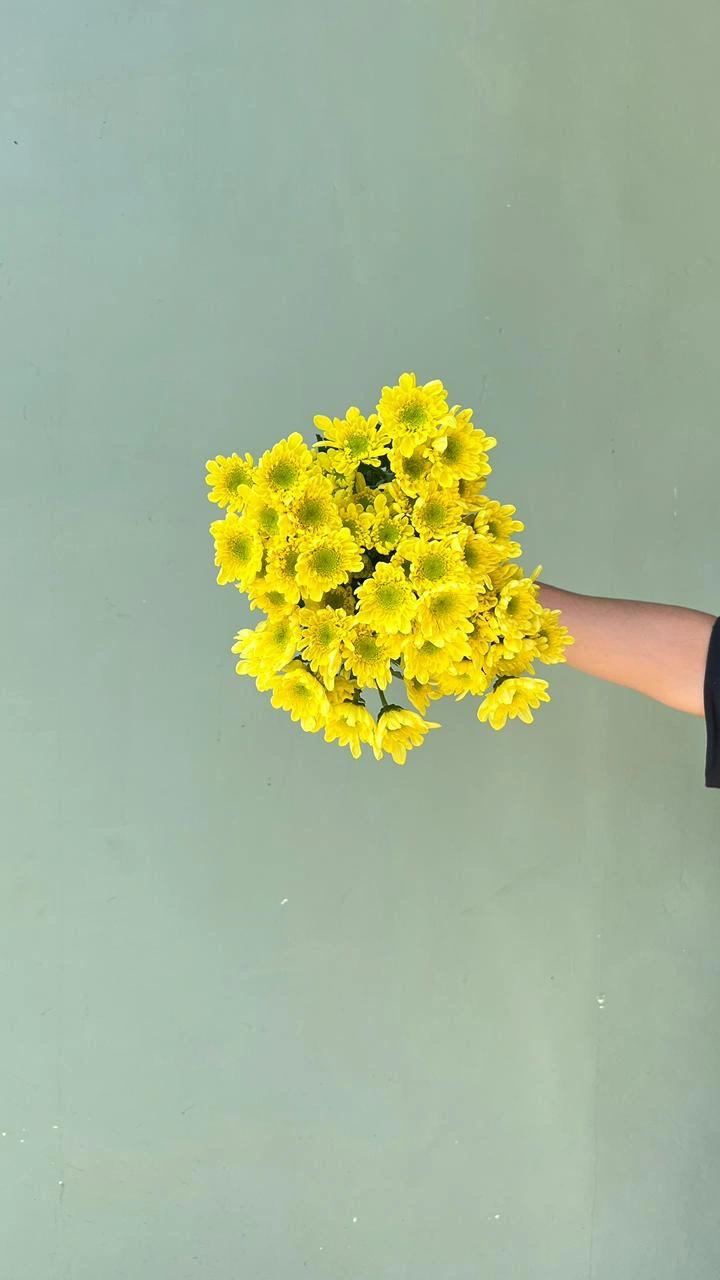 Aster Rados Kuning (Premium)