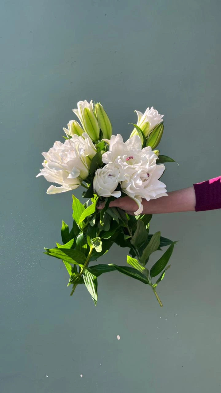 Cassablanca Lily Putih