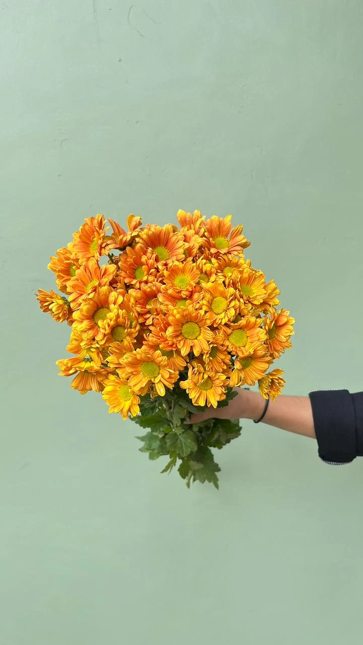 Aster Premium Reagen - Orange