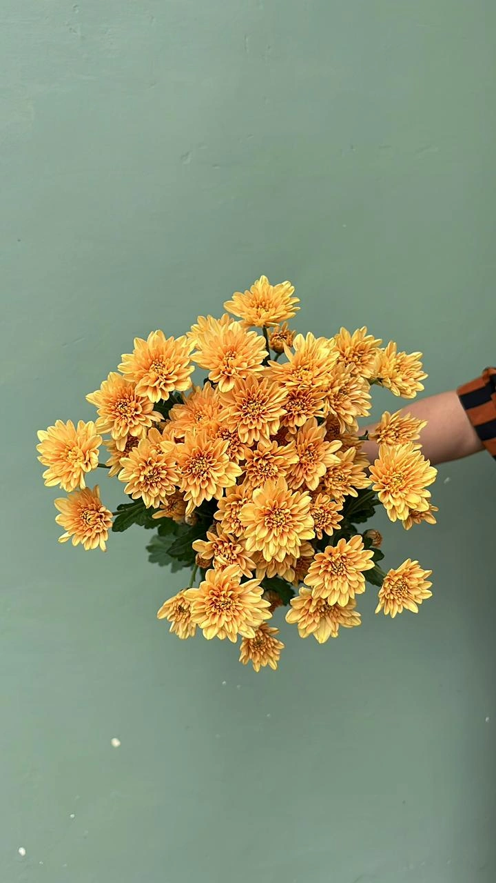 Aster Premium Jimlah - Orange