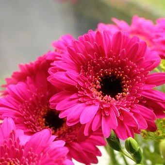 Gerbera Pink Terang - Petani