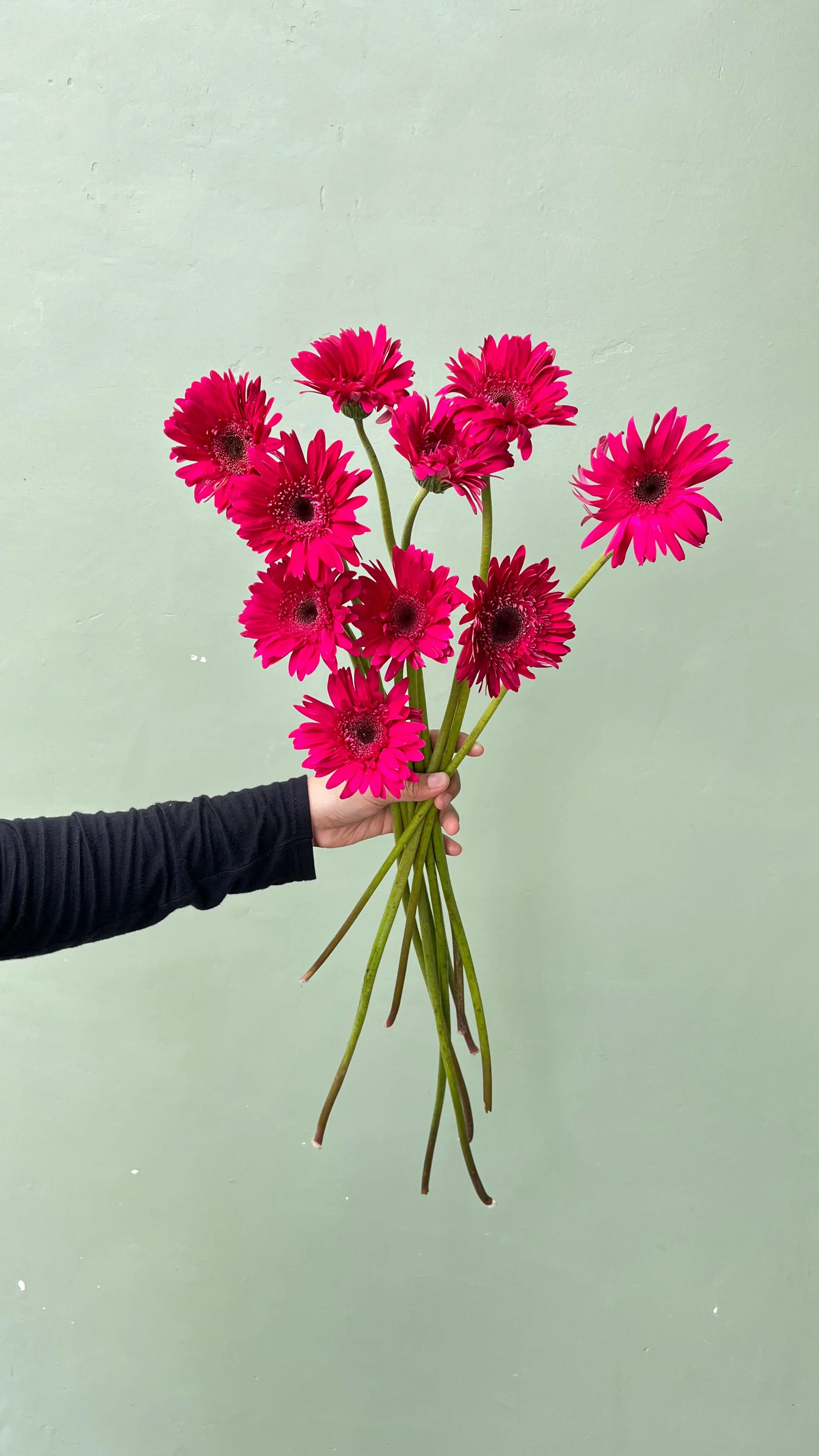 Gerbera Pink Terang PT