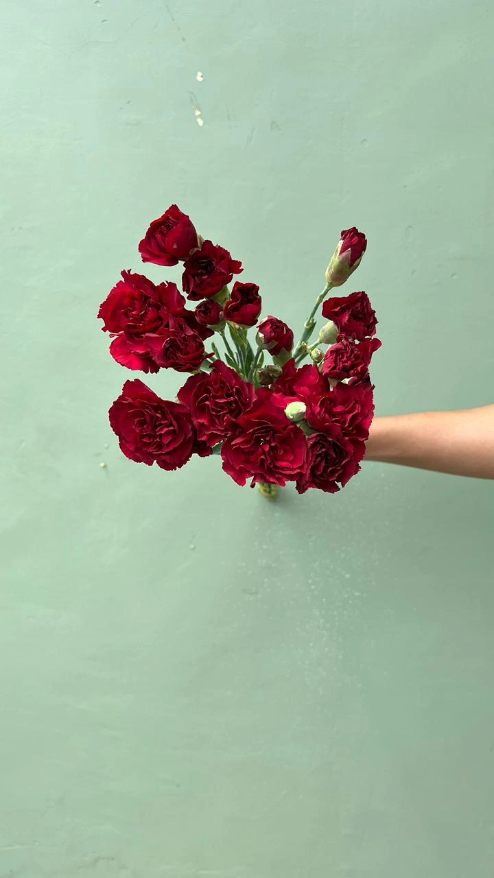 Carnation Merah