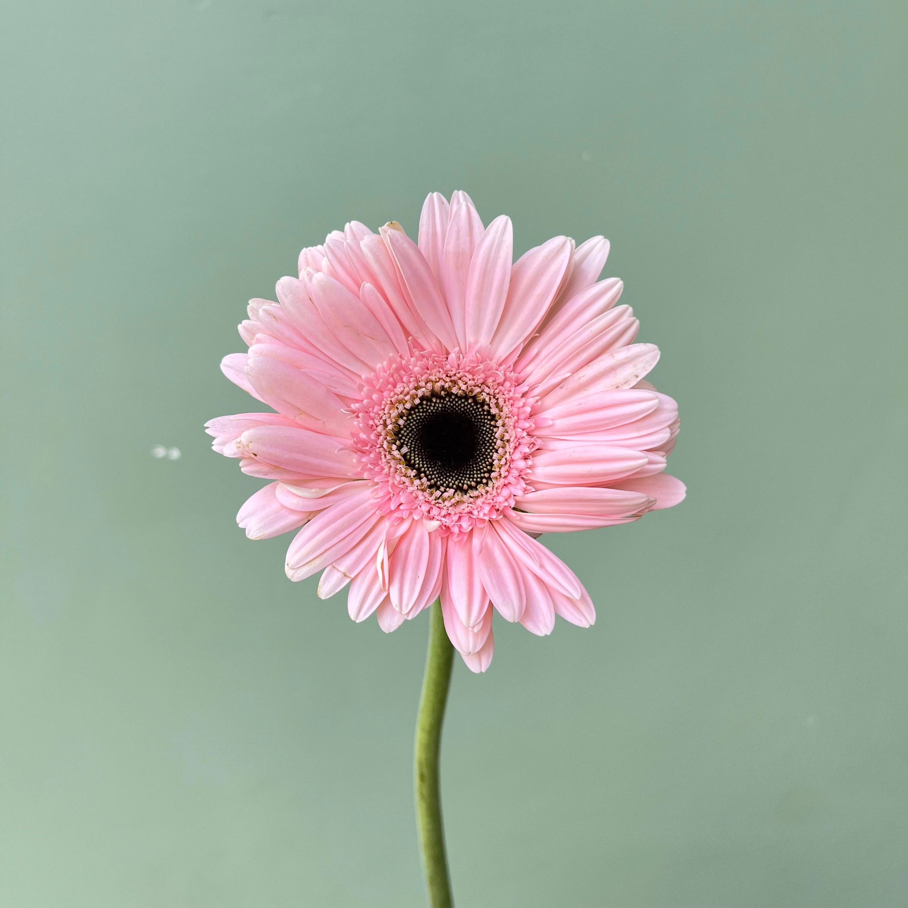 Gerbera Pink Soft - Petani