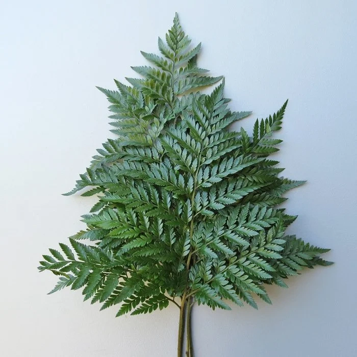 Leather Leaf ( Pakis )