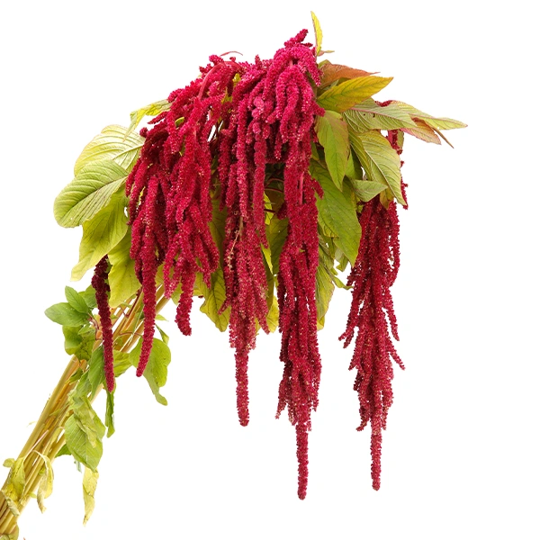 Amaranthus Merah