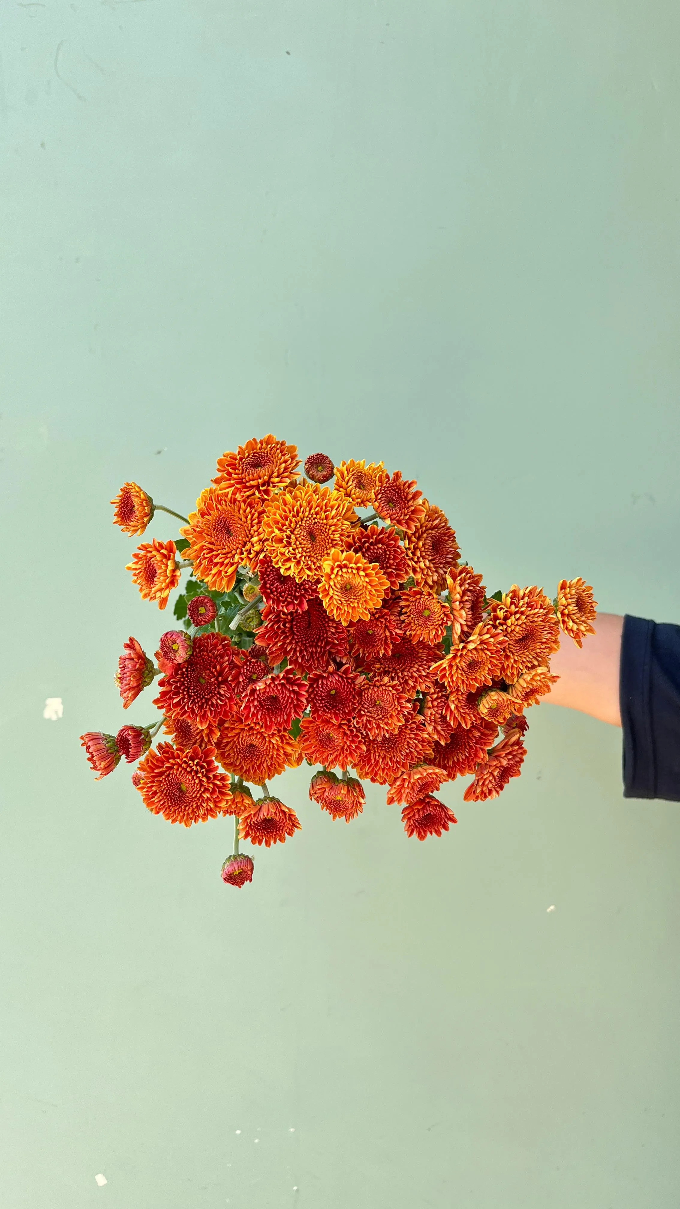 Aster Premium Puma - Orange