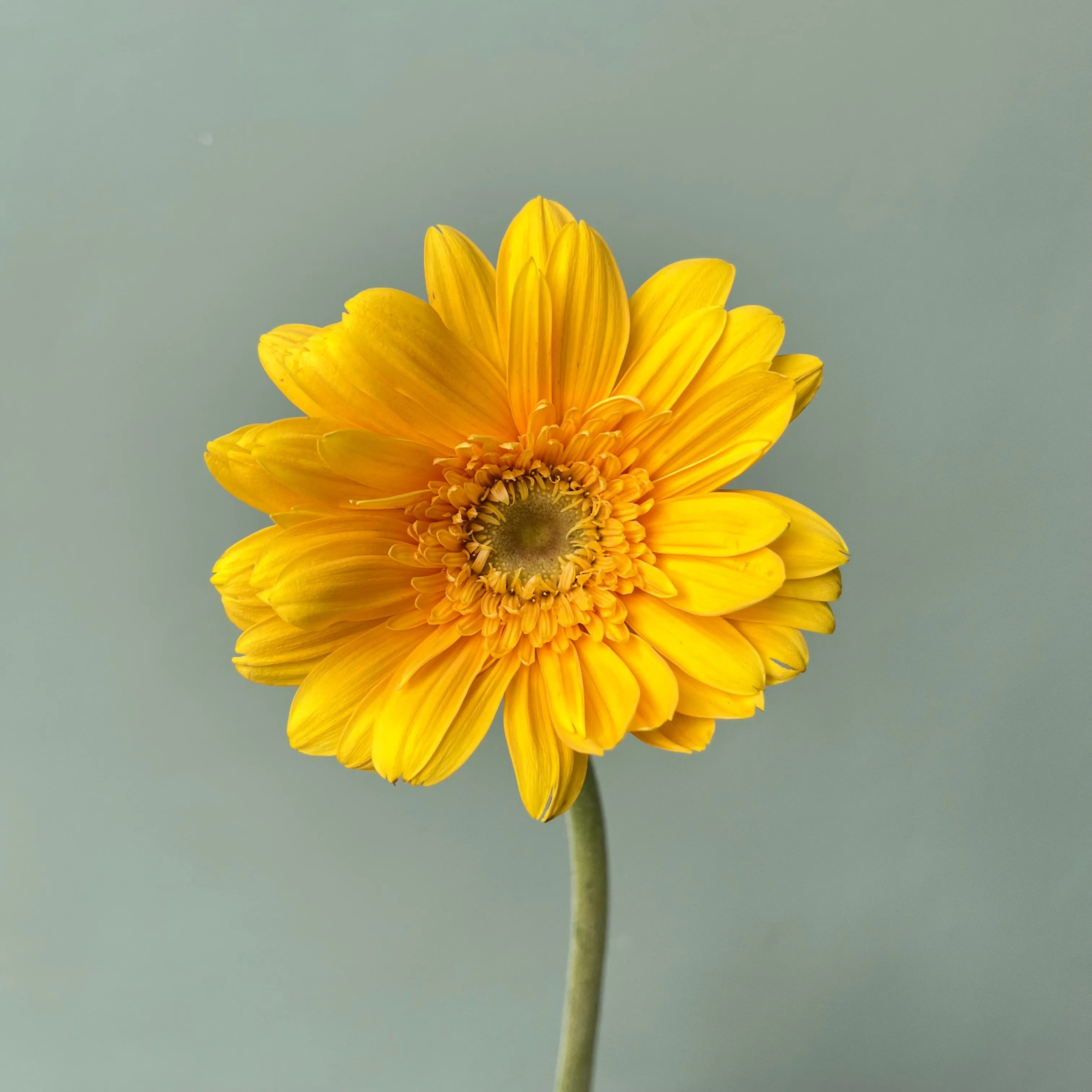 Gerbera Kuning Petani